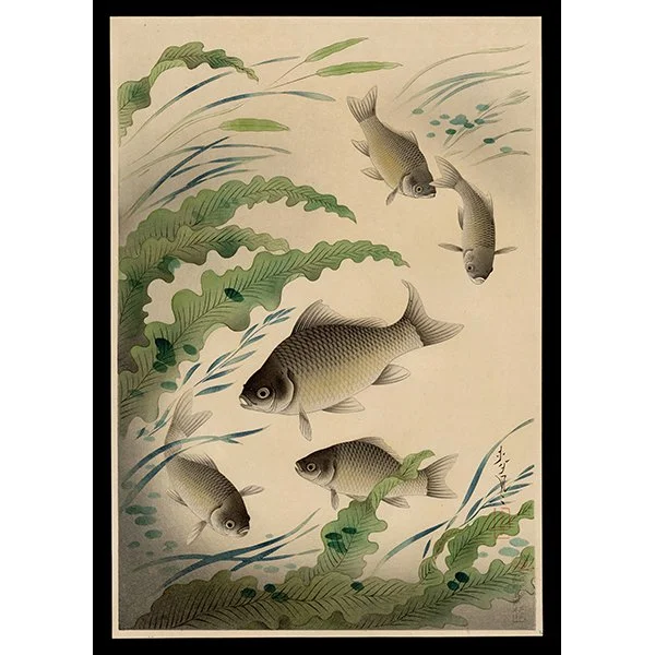 <b>CRUCIAN (FUNA)</b> / <em>Bakufu Ohno<br>1938<br><br><b>SOLD</b></em>