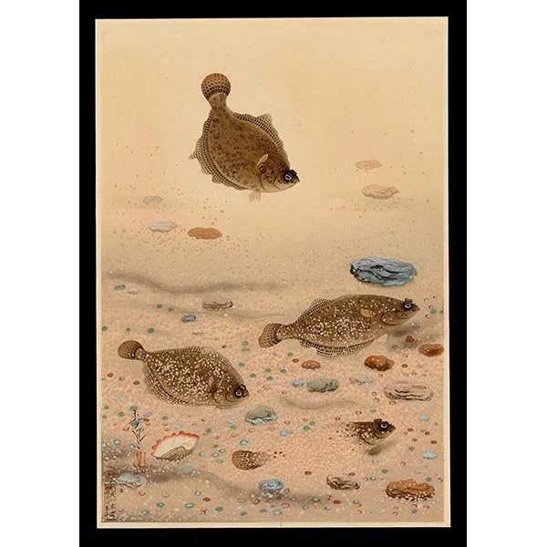 <b>FLOUNDER FLATFISH (KAREI)</b> / <em>Bakufu Ohno<br>1938<br><br><b>SOLD</b></em>