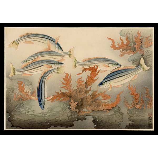 <b>STRIPED ISAGI (SHIMAISAGI)</b> / <em>Bakufu Ohno<br>1937<br><br><b>SOLD</b></em>