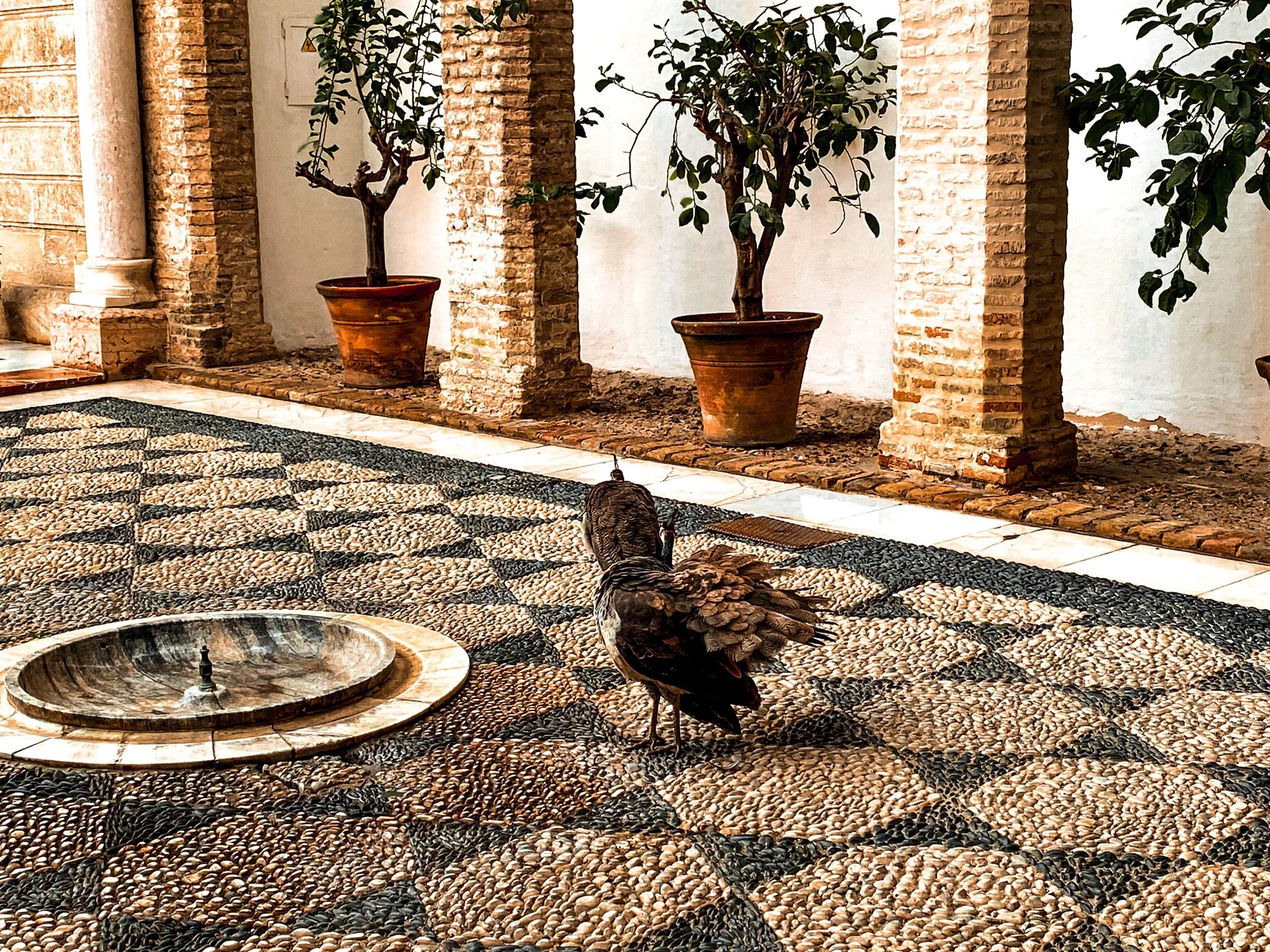 A peacock standing on a patterned pebble floor in front of potted trees and brick columns.