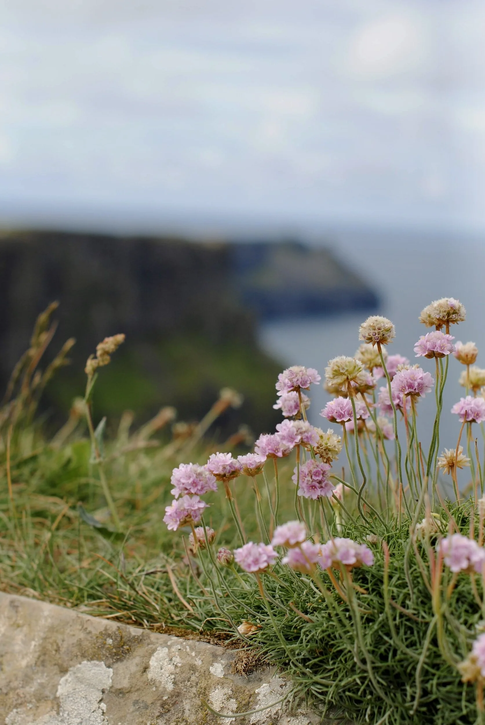 Pink and white flowers growing along a rocky edge with cliffs and ocean in the background
