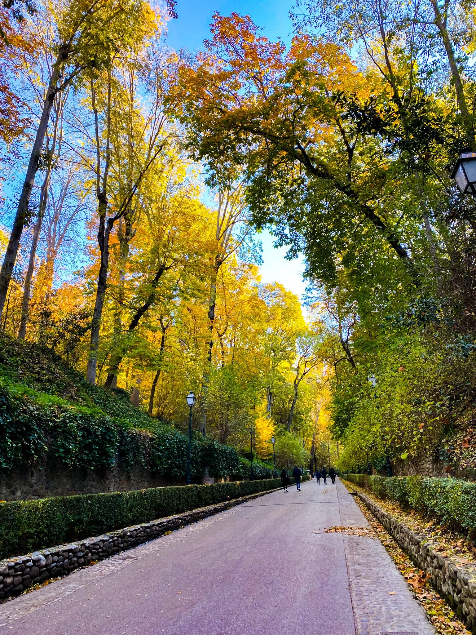 A peaceful park pathway lined with trees displaying fall foliage, with a few people walking in the distance.