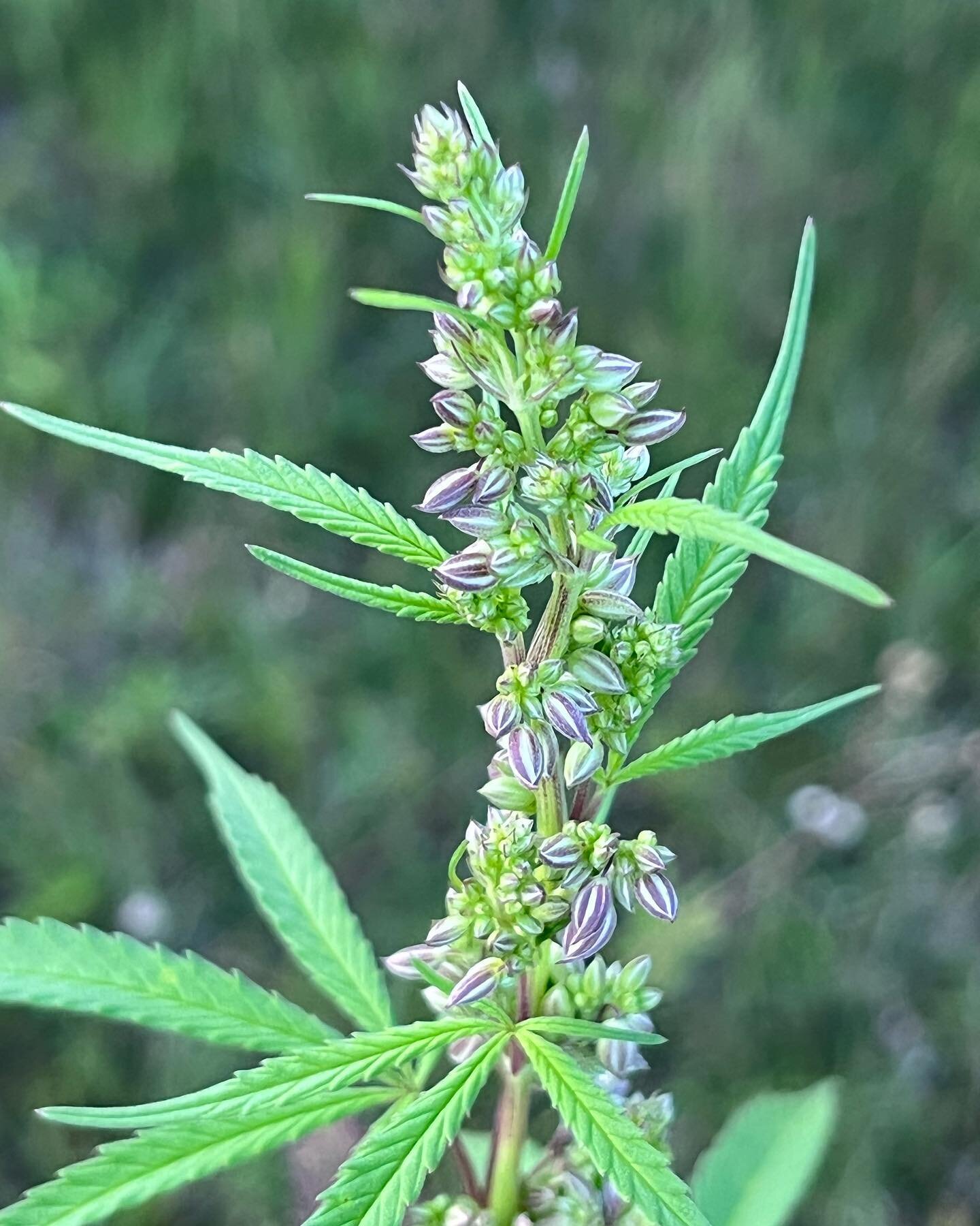 Anocyathin rich males about to drop 😉
We are beyond honored to have our genetics in @emtp1124 garden. These males were pulled out of the home grow we setup for her and her husband Dan. We love helping the community and gifts like these are just an a