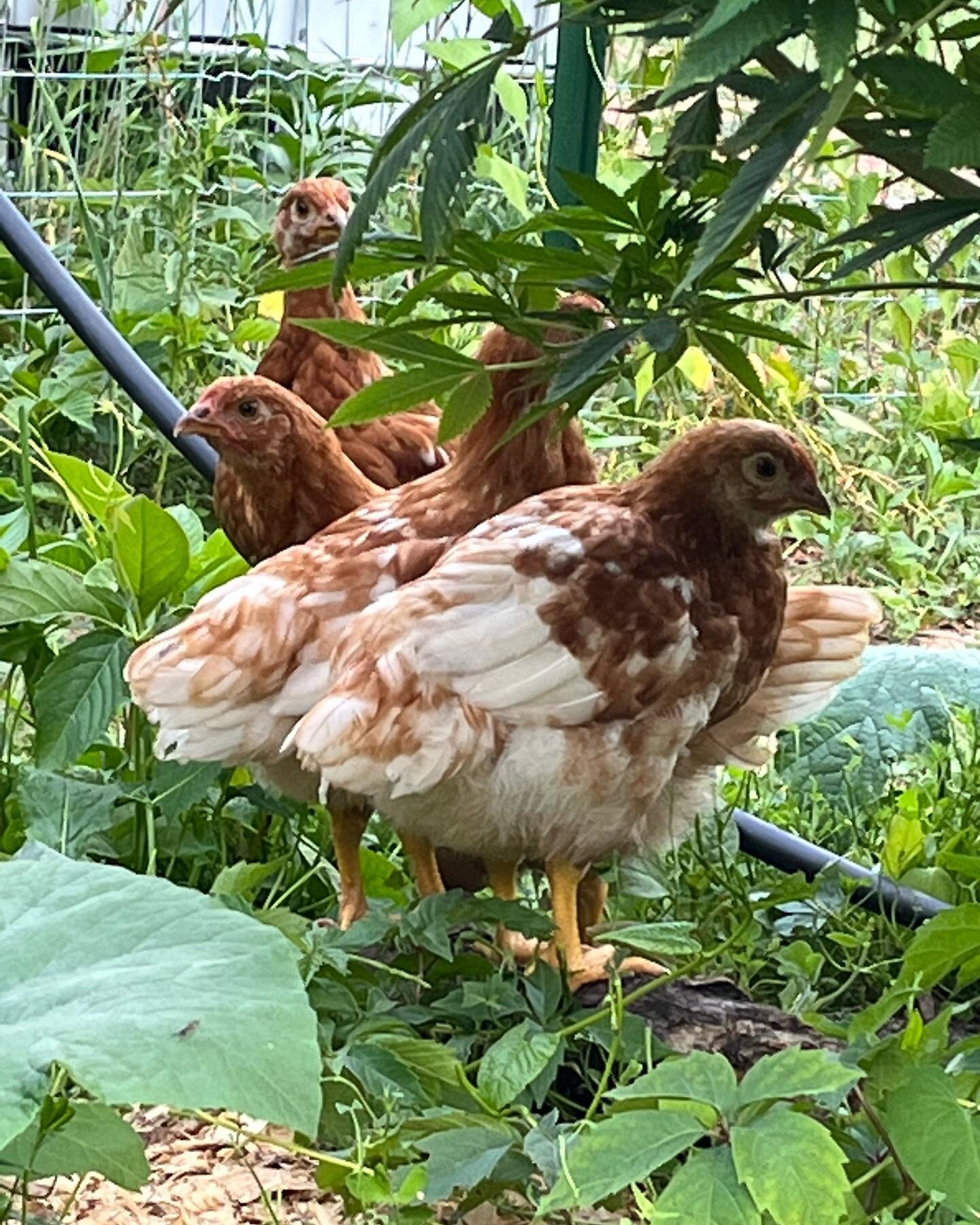 Some of our employees at the homegrow 🤣 Glk chickens on swole mode 😉💪💪 
*
**
*
*

#greatlakeskush #glkgenetics #coreyenterprise #farming #growing #chickens #homegrow #plants #guysthatsmoke #girlsthatsmoke #cannabis #ganja #weed #superboof #kush #