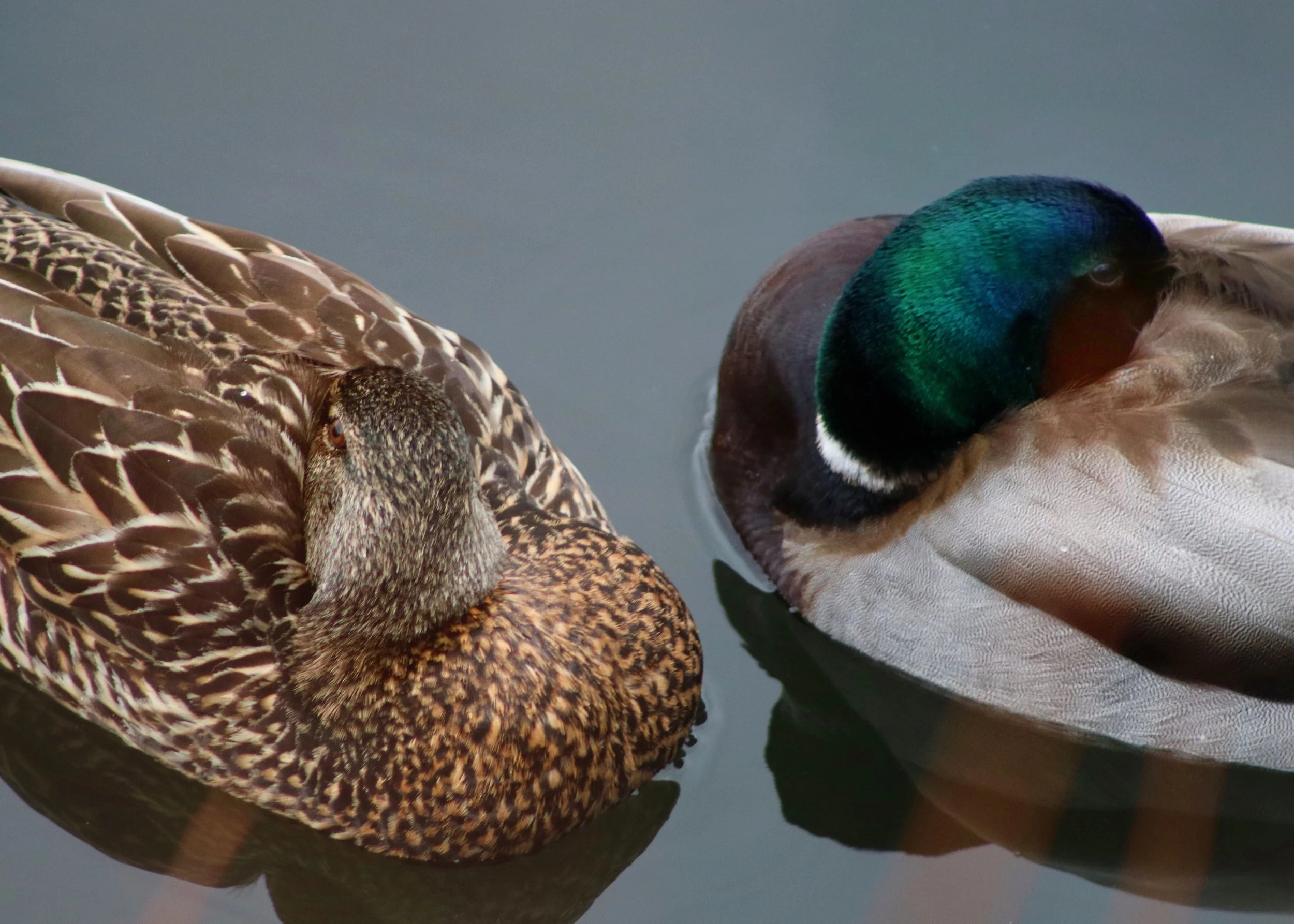 Quack Kinship, 2024.JPG