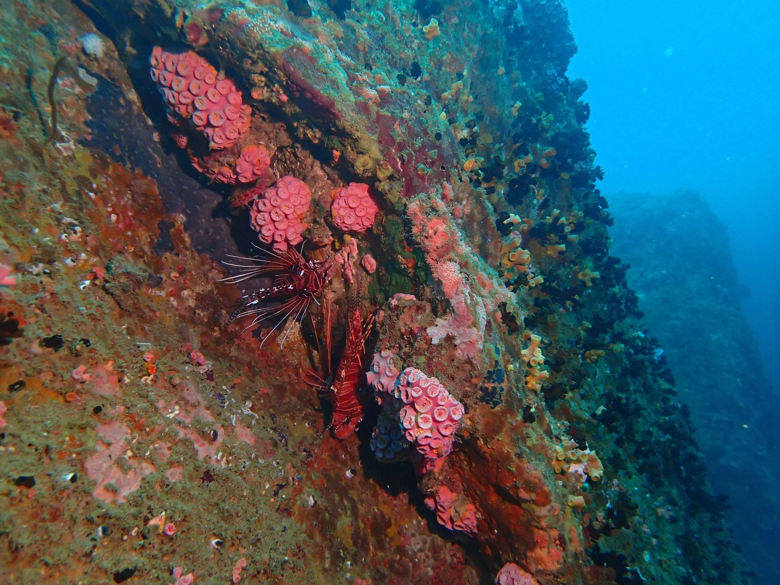 Cray fish