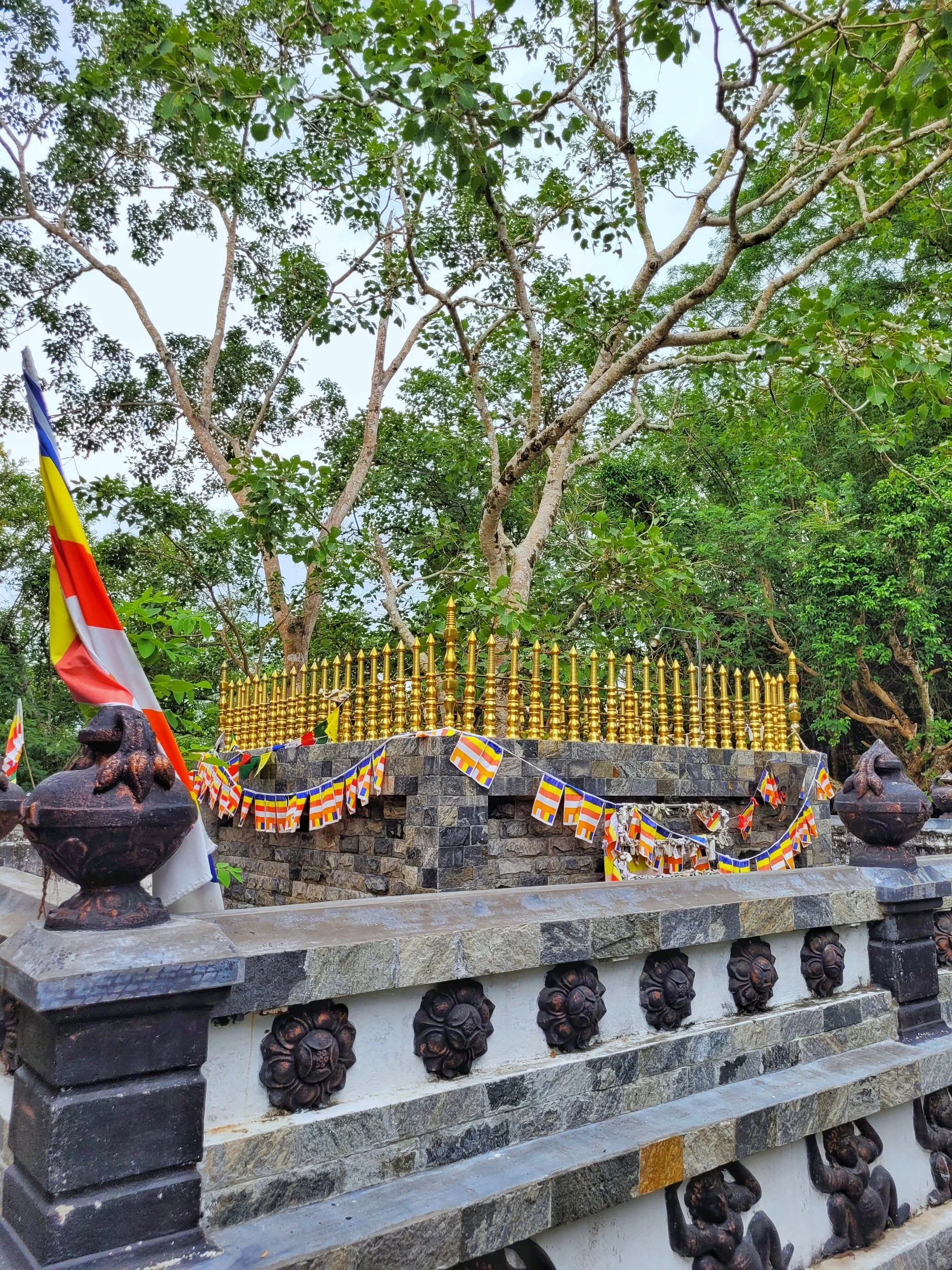 Feigenbaum auf dem Gipfel des Mulkirigala Tempel