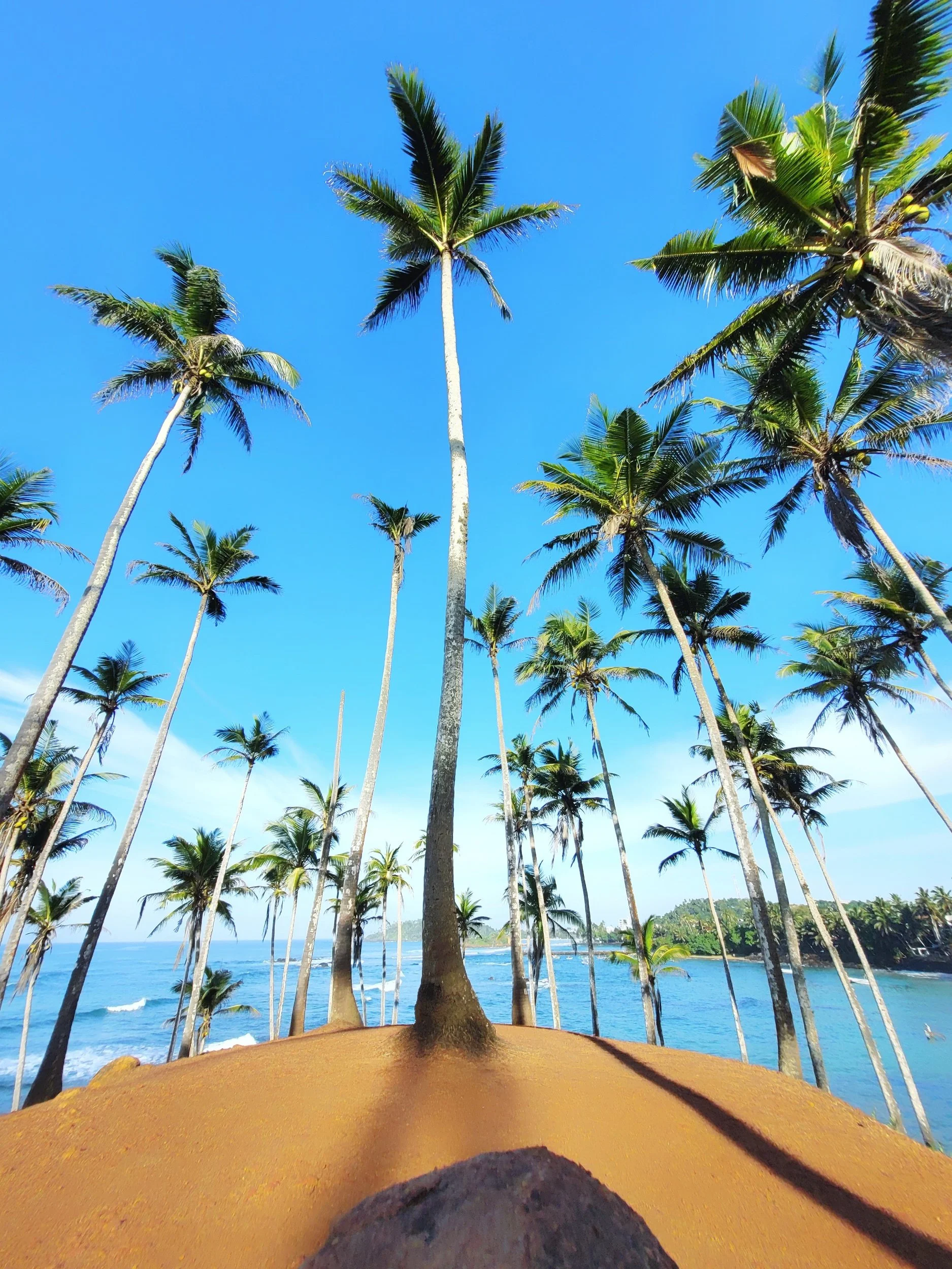 Coconut Tree Hill