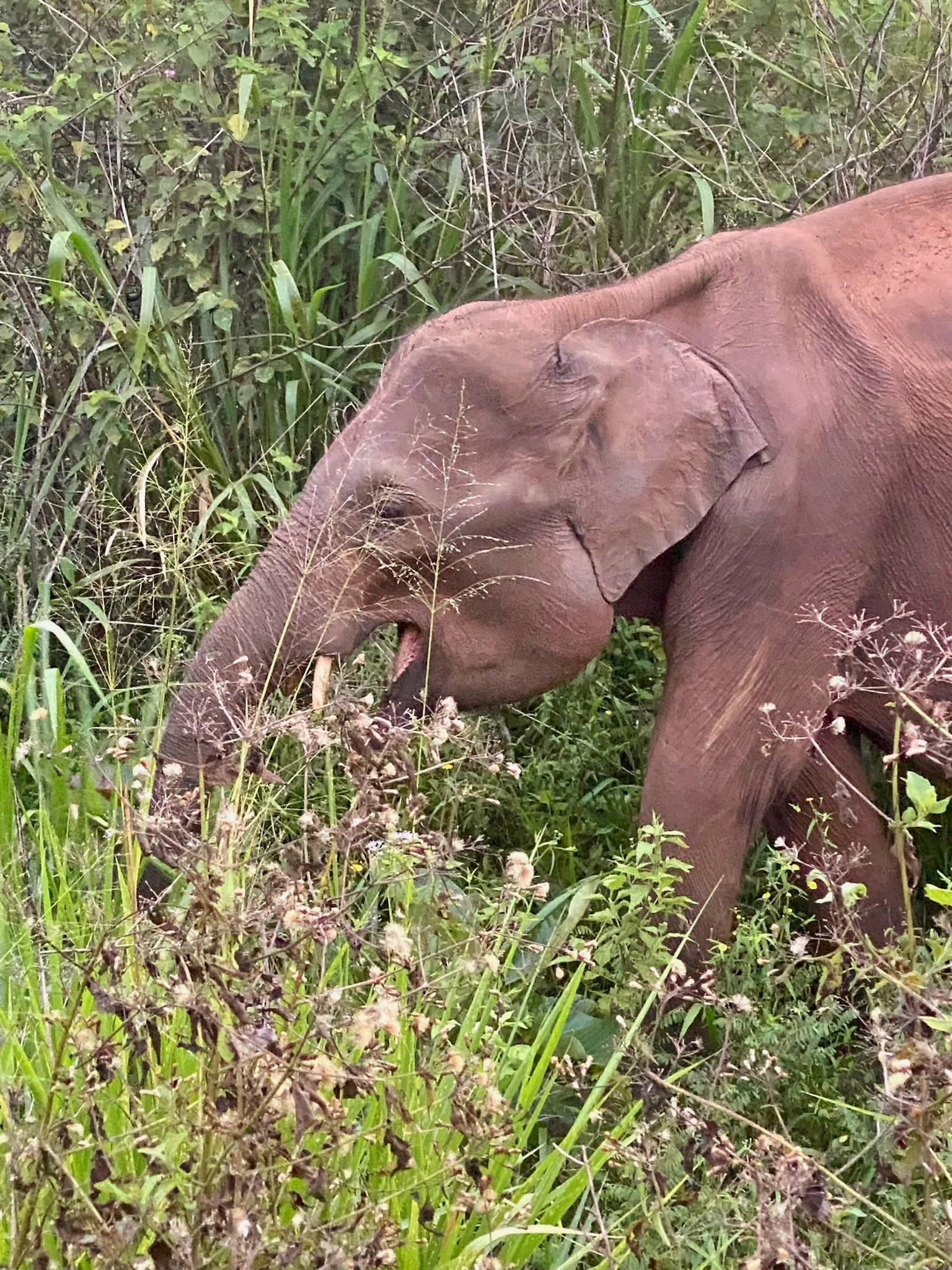 Elefant