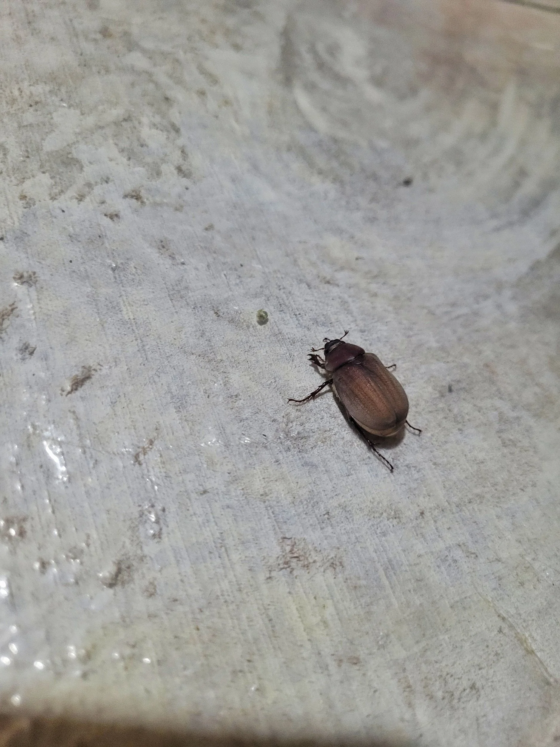 Käfer im Zimmer