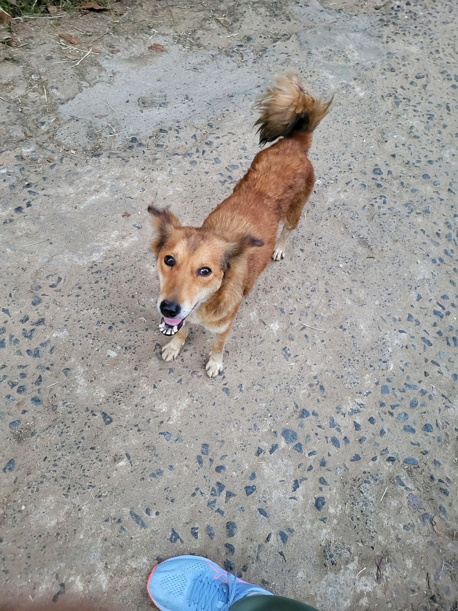 Straßenhund