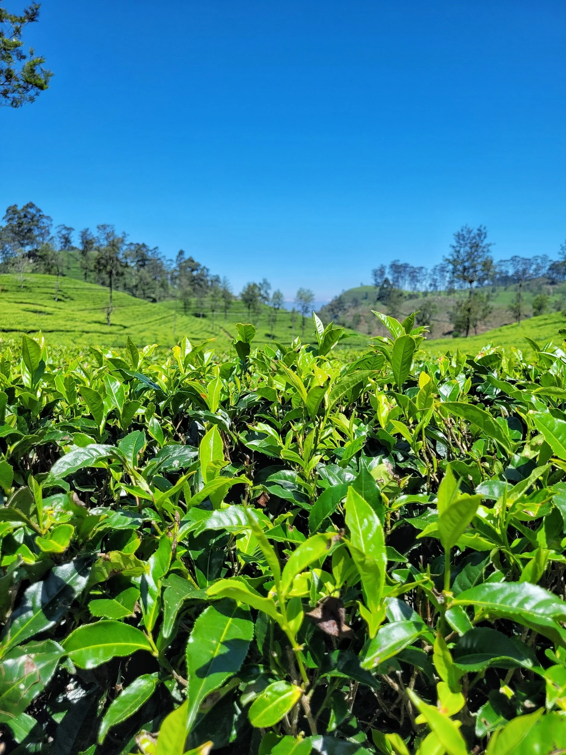 Teeplantage am Lipton's Seat