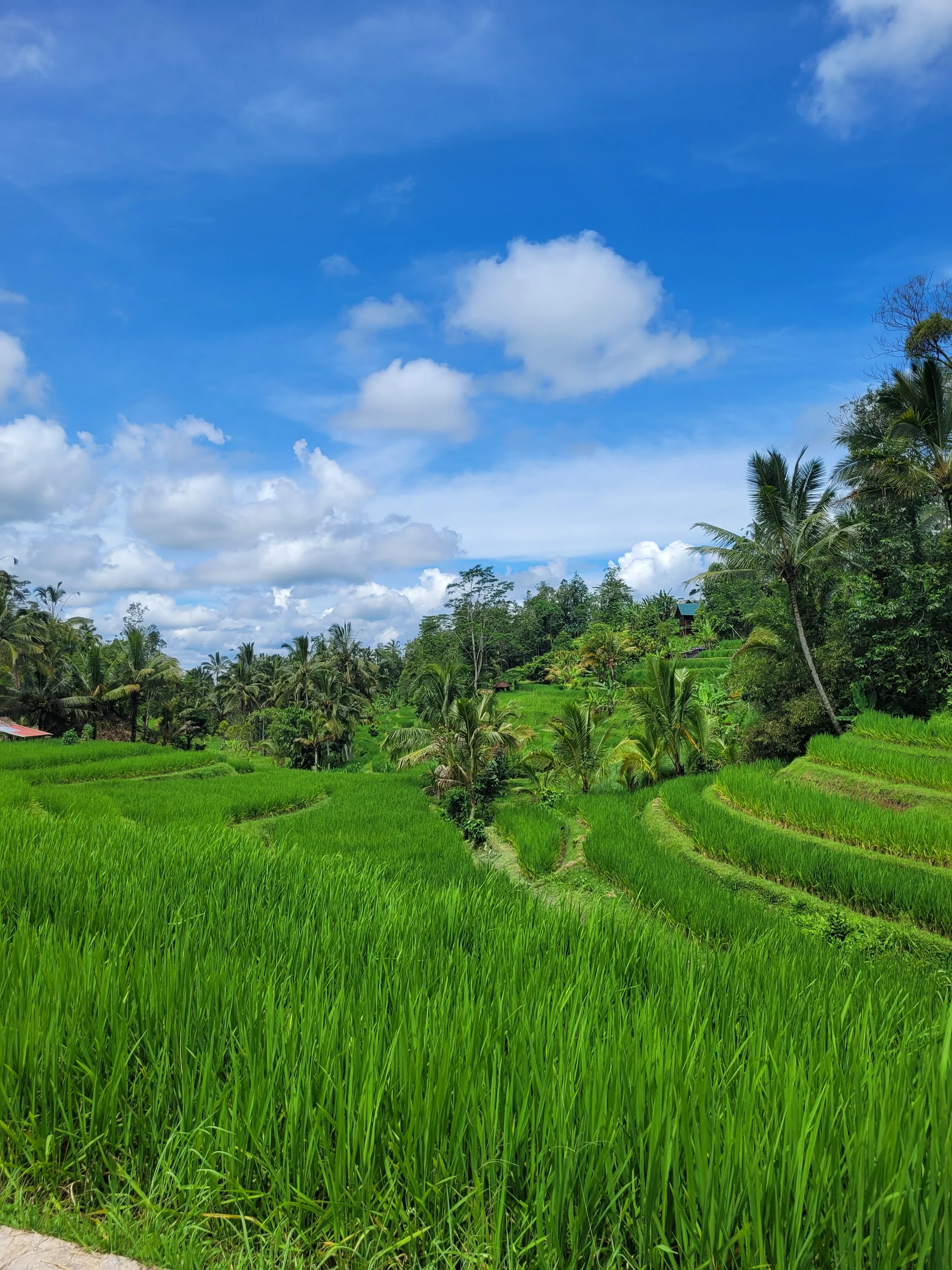 Reisterrassen auf Bali, Indonesien (Copy)