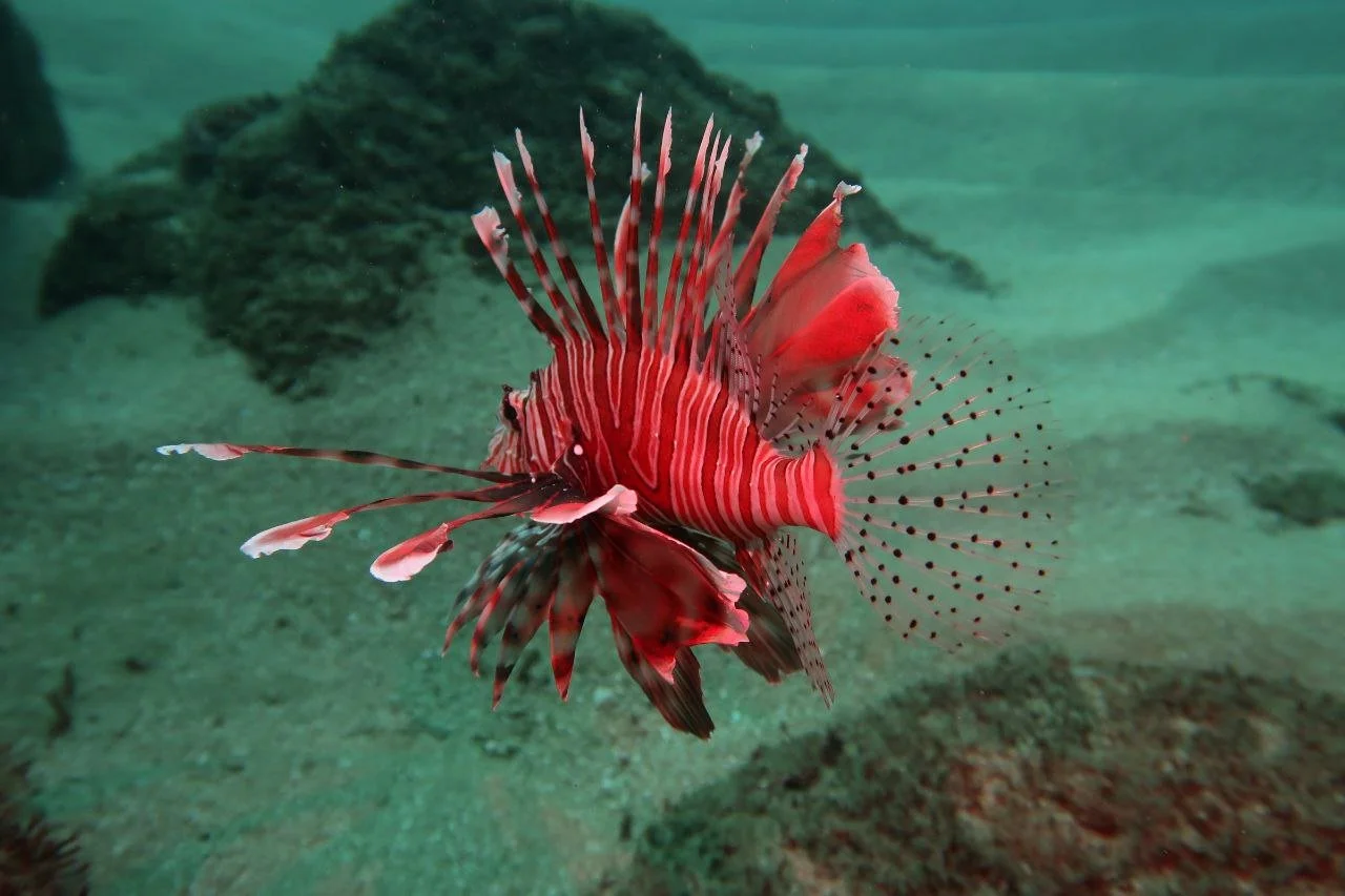 Lion fish