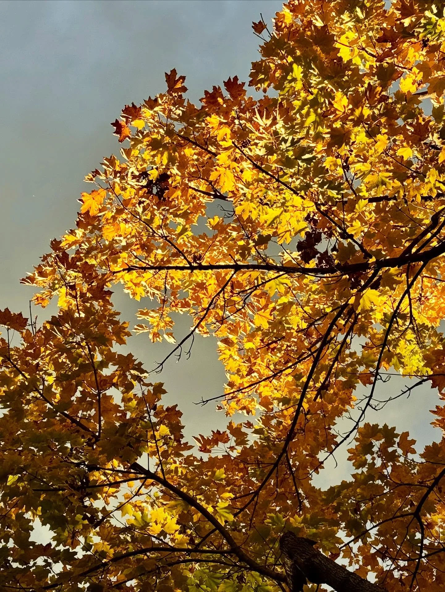 Join today, shift your sleep patterns. 

Tending Sleep

November 5th - December 10th, 2025, 5-6 PM EST

Sleep aids in cell repair, immune function, hormone regulation, cardiovascular health, mood regulation, and more. People often fall asleep in Feld