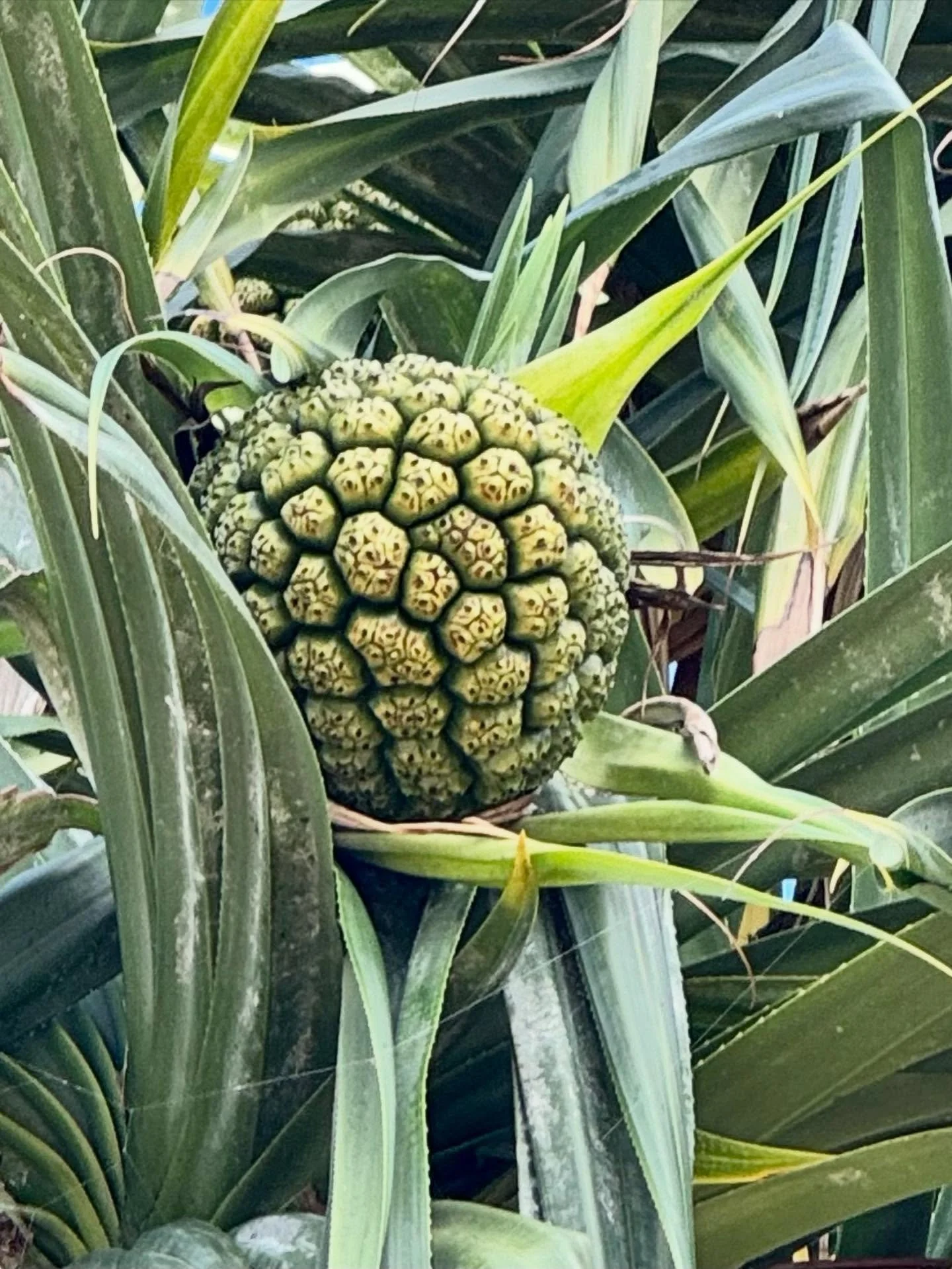 Knowing yourself 
through somatic work and training
is a path to clarity around
what ascension symptoms are,
vs responses to events like solar flares, 
vs post-traumatic physiology 
looping or purging. 
There&rsquo;s so much misinformation 
which loo