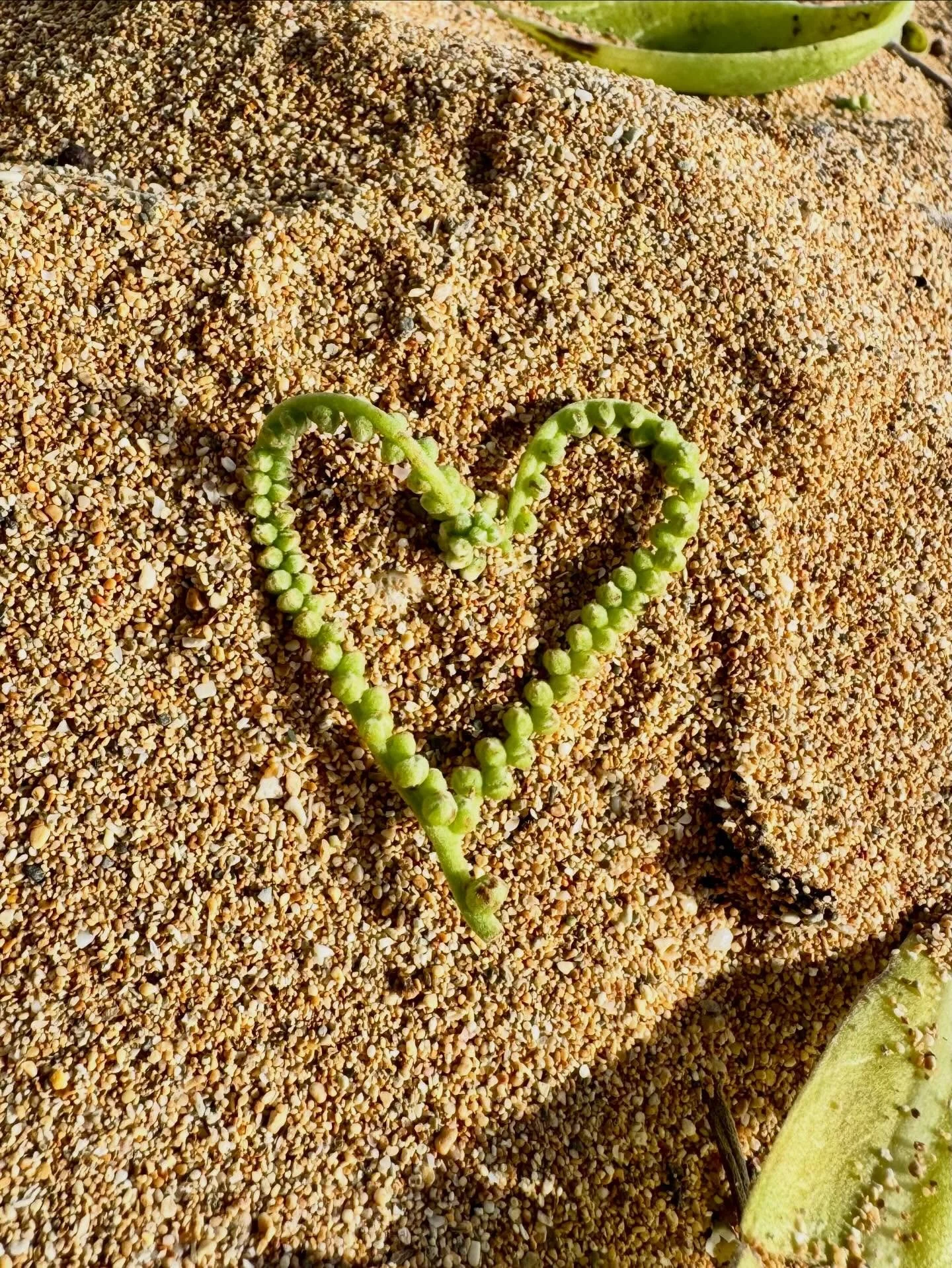 .
I&rsquo;m looking forward to spending my weekend with Paulette Robinson and Katja Markelova in experiences deepening into, and clearing blocks hiding, my subtle senses. 

Check out the newly developed AlchemicalSomaticFields.com website to join. Gr