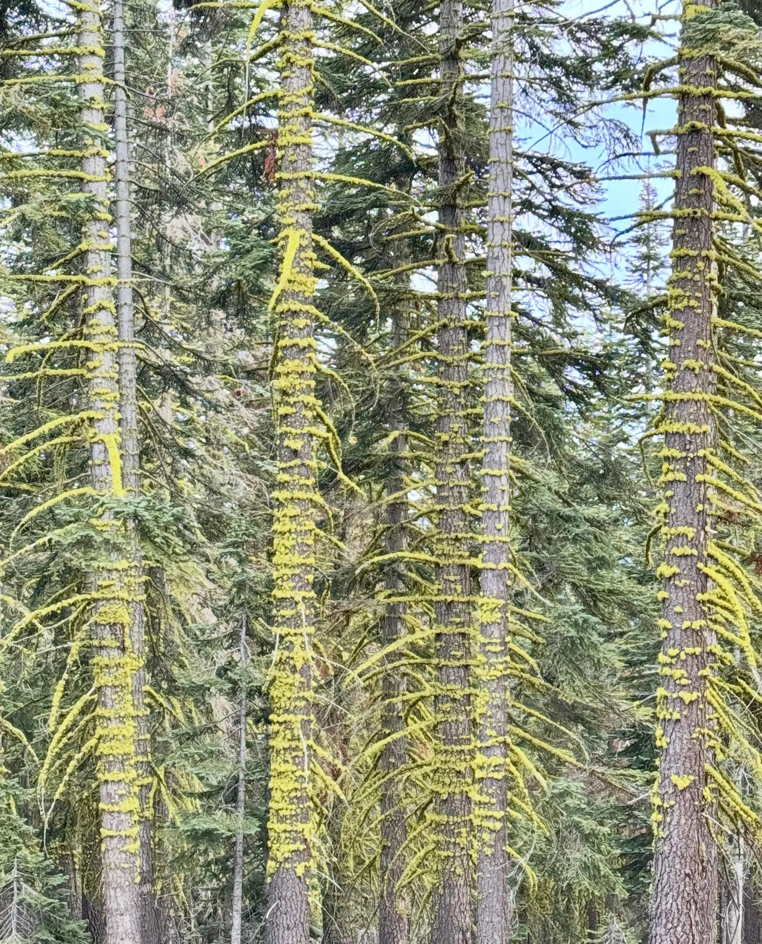 This gorgeous lichen was streaming messages from one side of the field to the other, as we were hiking on a path on Mount Shasta. (Thanks for noticing, @_giseles_ !) 

Then and in recent days, I keep hearing the word &ldquo;repressed.&ldquo; The lich