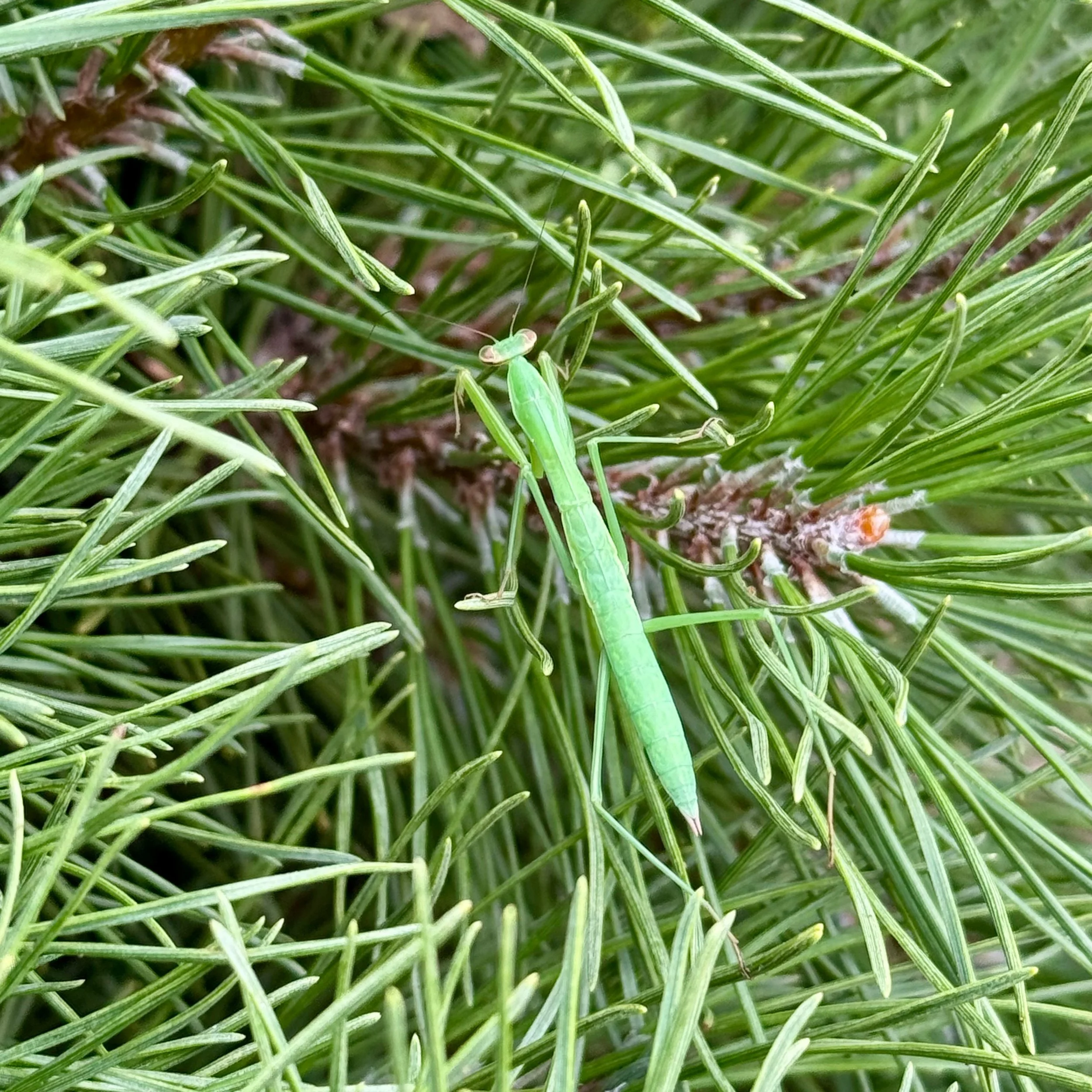 We successfully returned from Portland, OR, for the Reflex class, and Kalispell, MT, for AlchAlmt Level 2. It is so fulfilling to spend time with fascinated participants! Here is what one said about the Alchemical Somatic Reflex class, the first of i