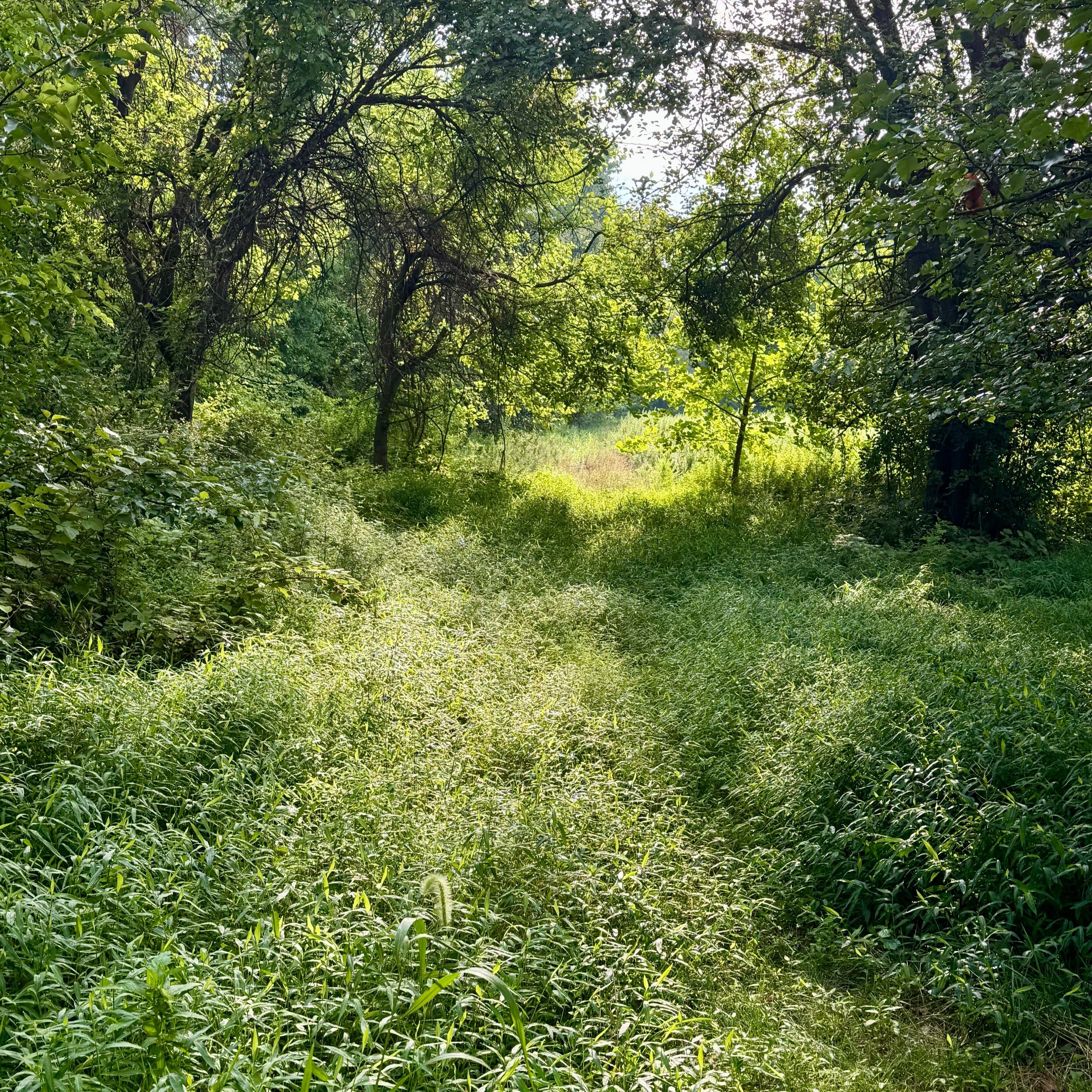 If you are a practitioner, 
or advanced client of somatic work, 
sign up for our newsletters 
before the weekend, 
at AlchemicalAlignment.com, 
to catch fall school year registration details, 
and the next piece from Joseph Saine, which includes this