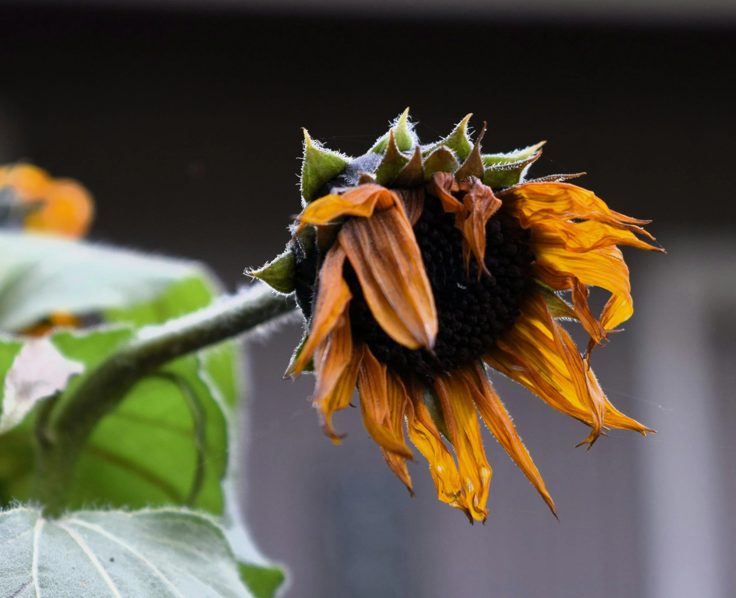 Wilted sunflower drooping downward, symbolizing exhaustion and the emotional toll of always saying yes.