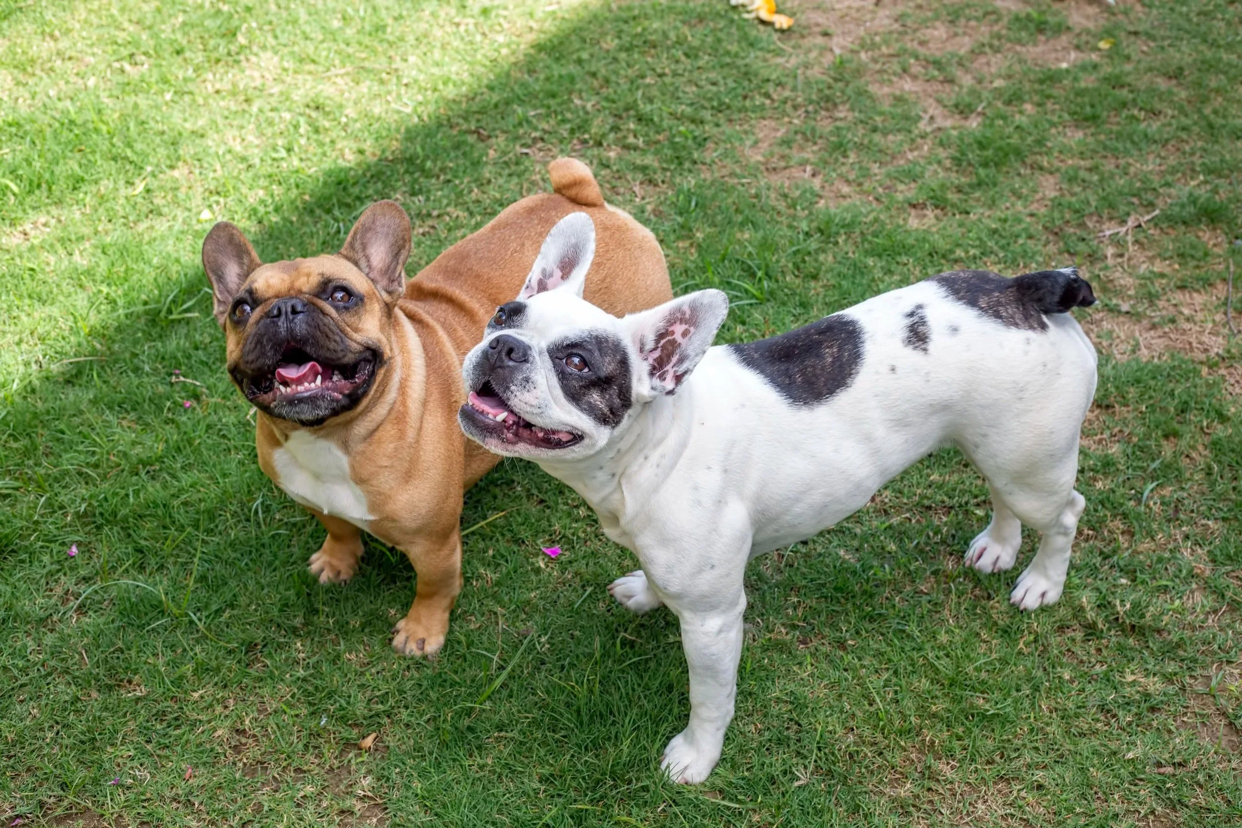 The Frenchie Fly-By: Bully-breed brilliance - Registration Fee