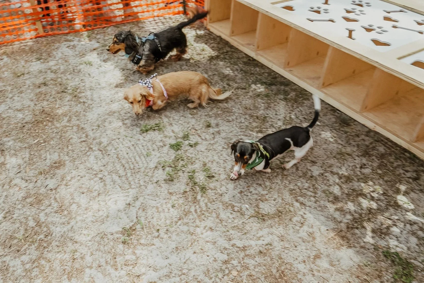 The Doxie Dart: Classic Dachshunds - Registration Fee