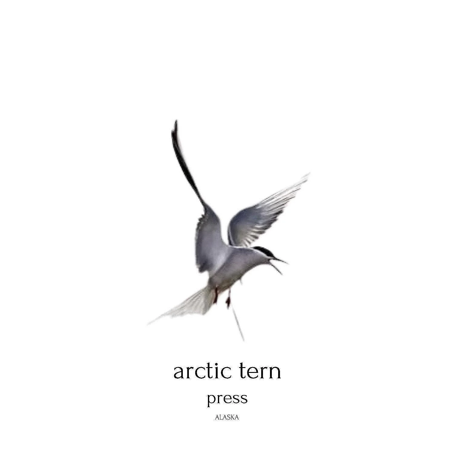 Arctic Tern Press