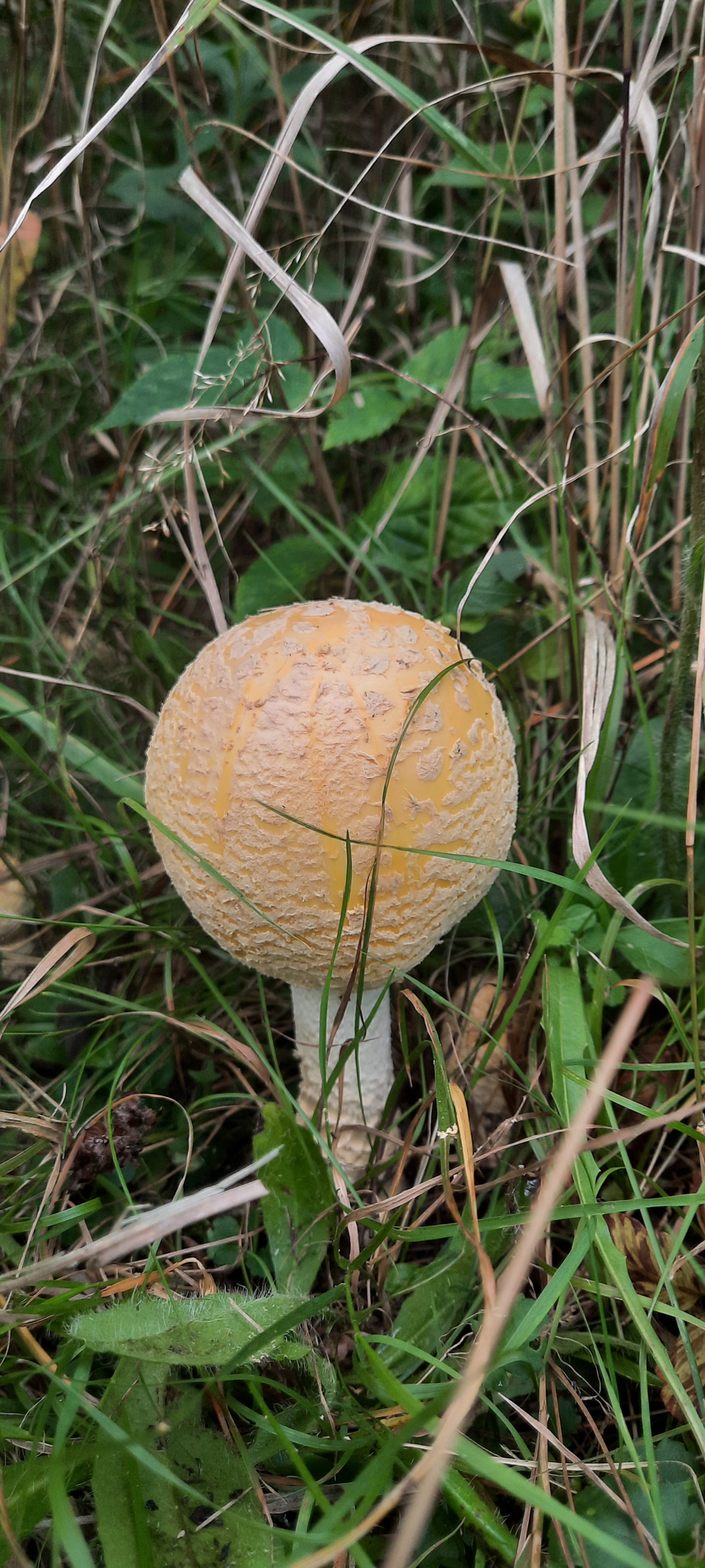 Yellow amanita