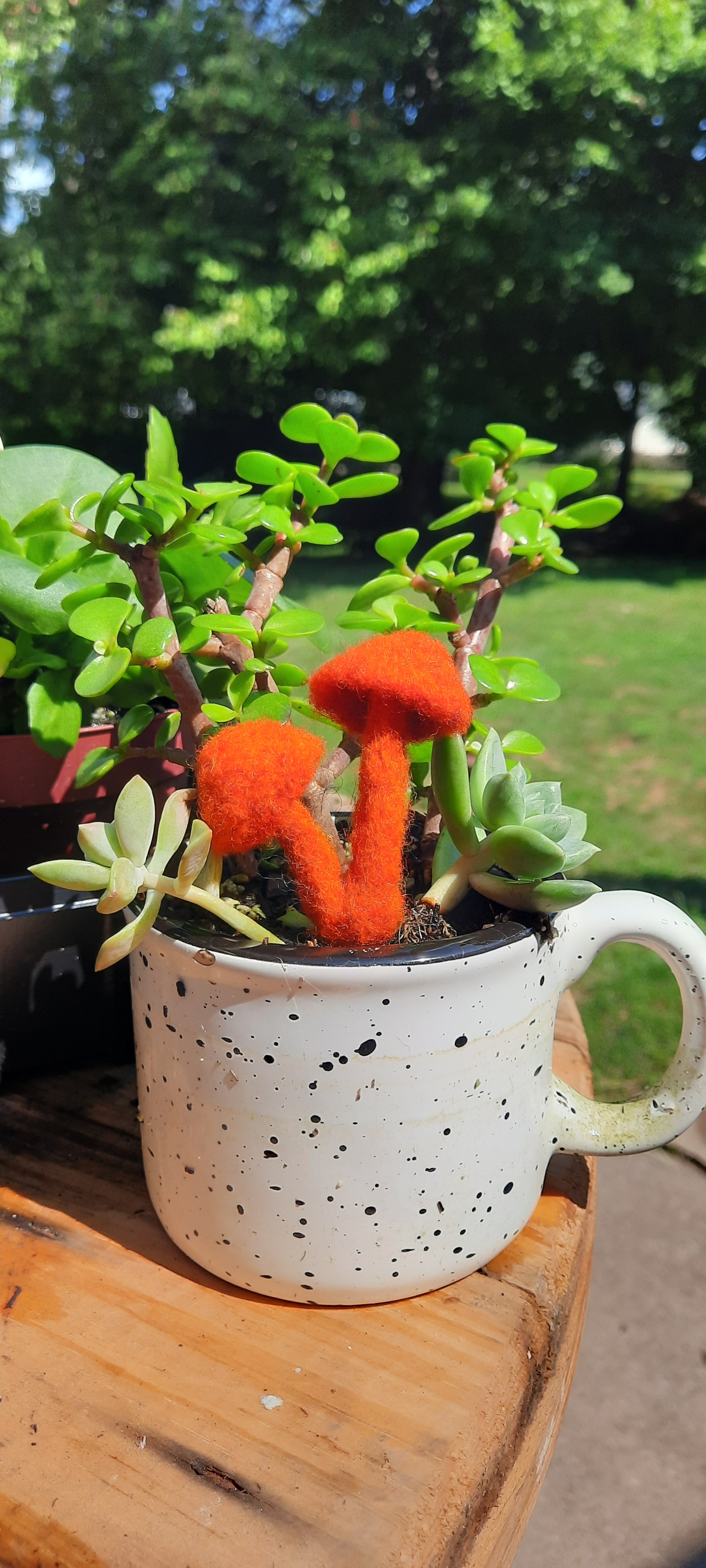 Some plants and pals