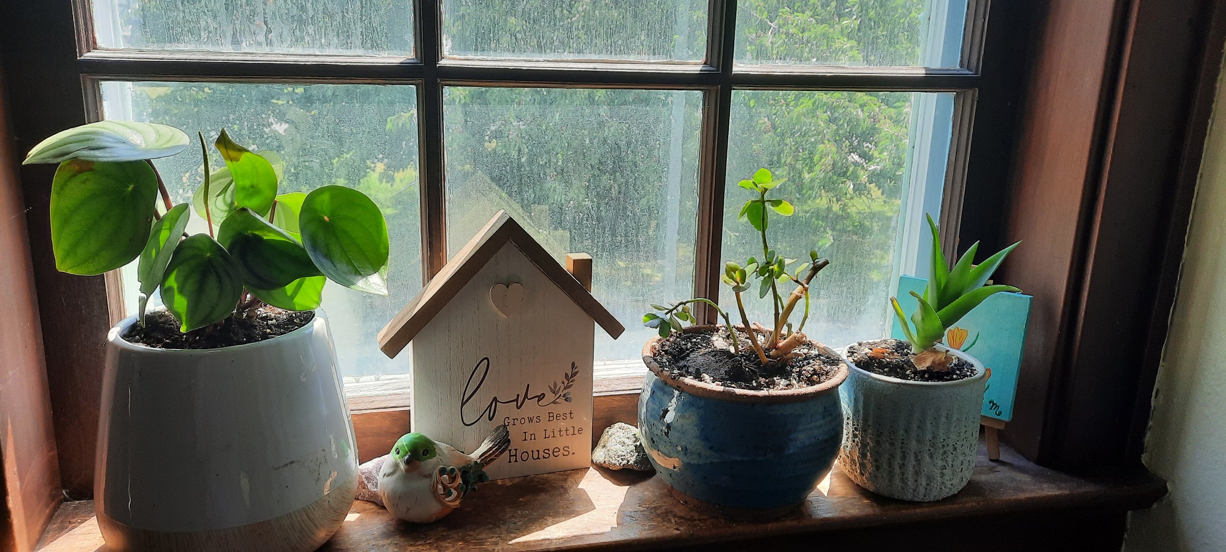 Happy plants for happy houses