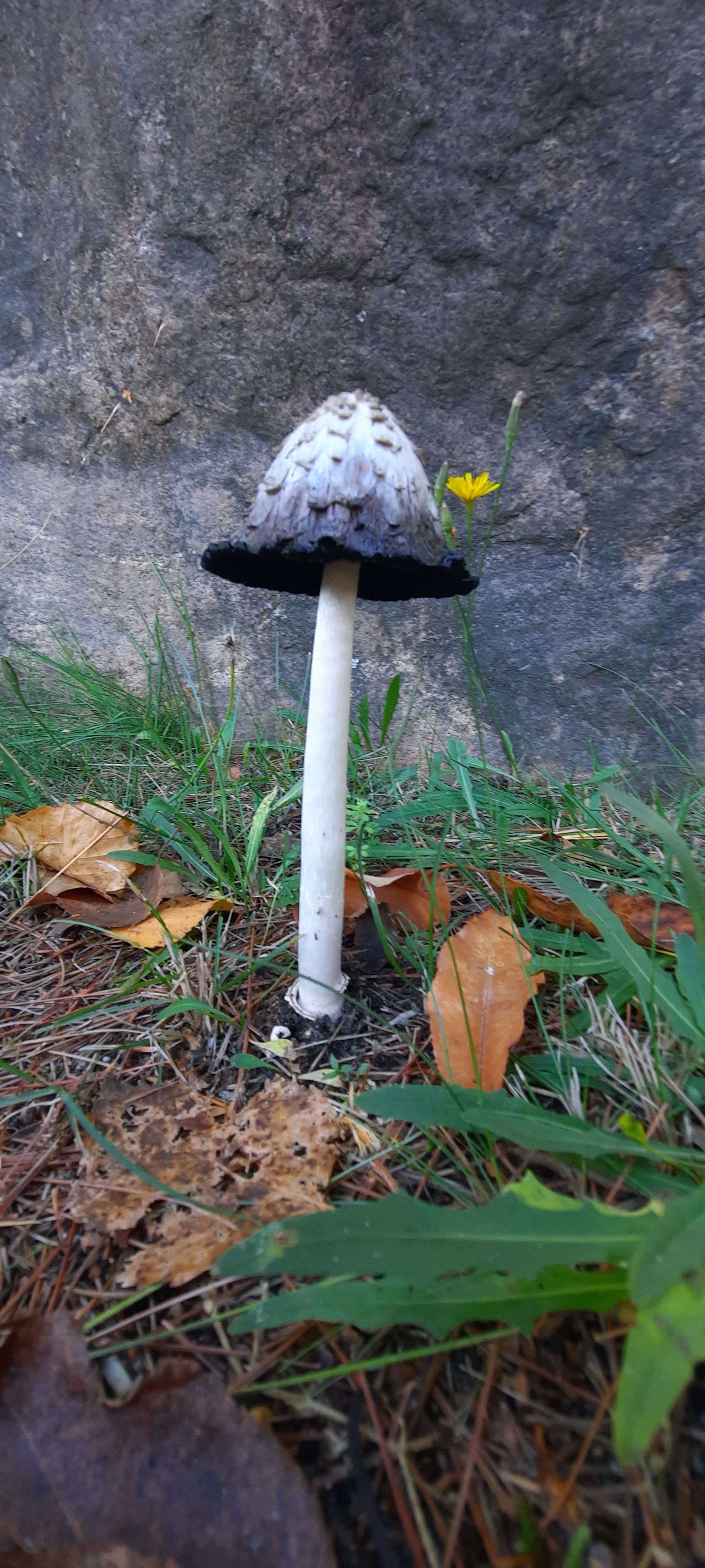 Shaggy ink caps are some of my favorites