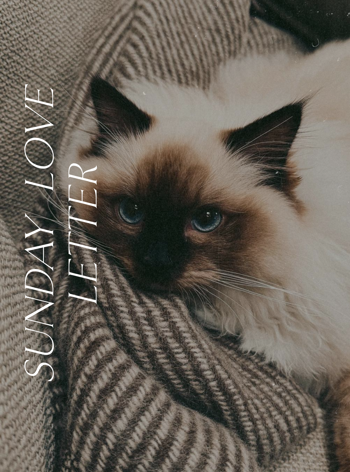Sunday Love Letter cover image featuring Filbert, a ragdoll kitten with a dark face and bright blue eyes, resting on a cosy blanket.