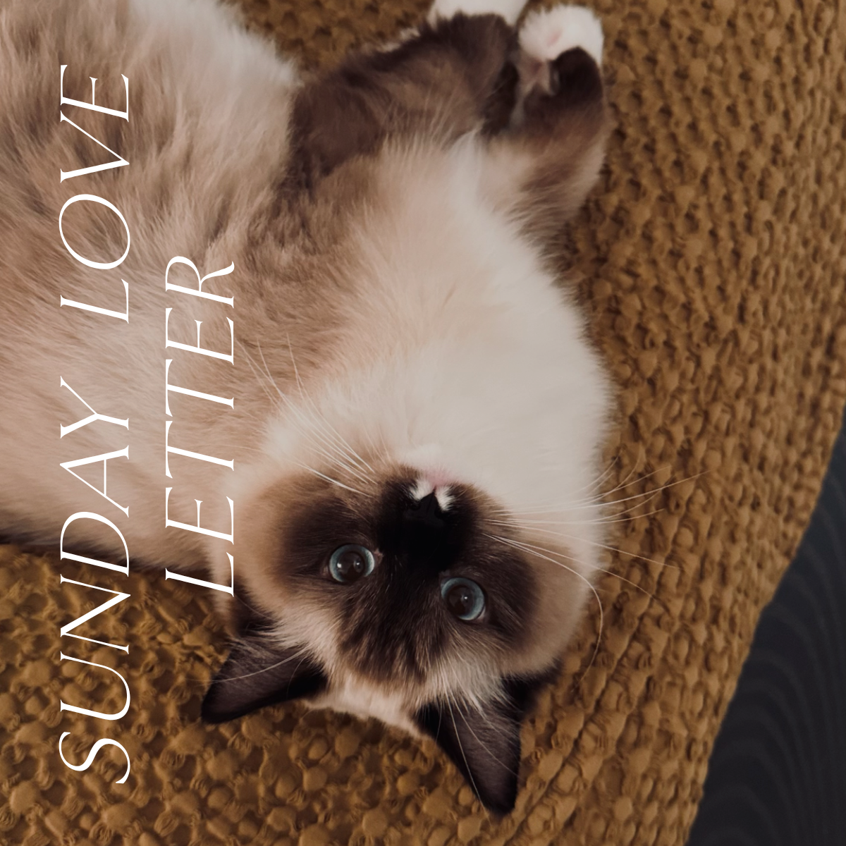 The Week Without Hazel