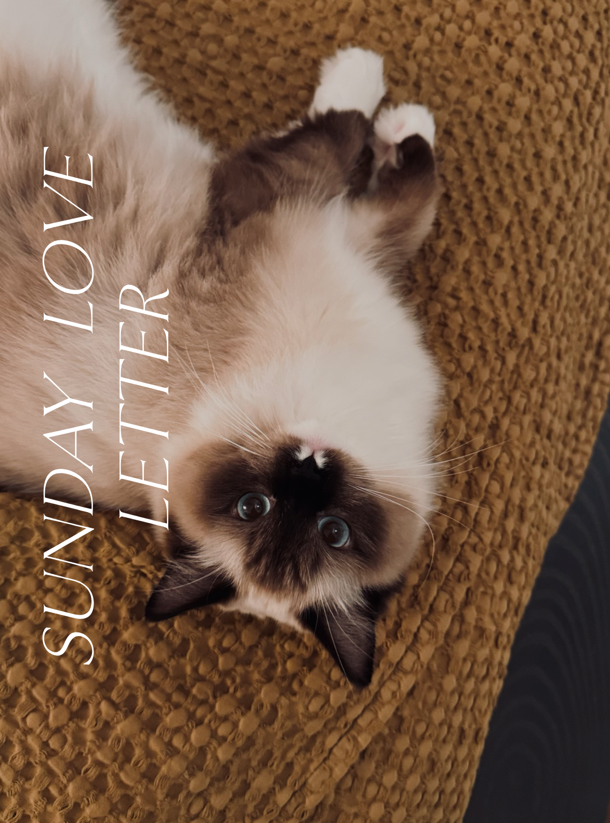 Hazel, a fluffy ragdoll cat with blue eyes, is lying on her back on a textured mustard-colored blanket, looking directly at the camera.
