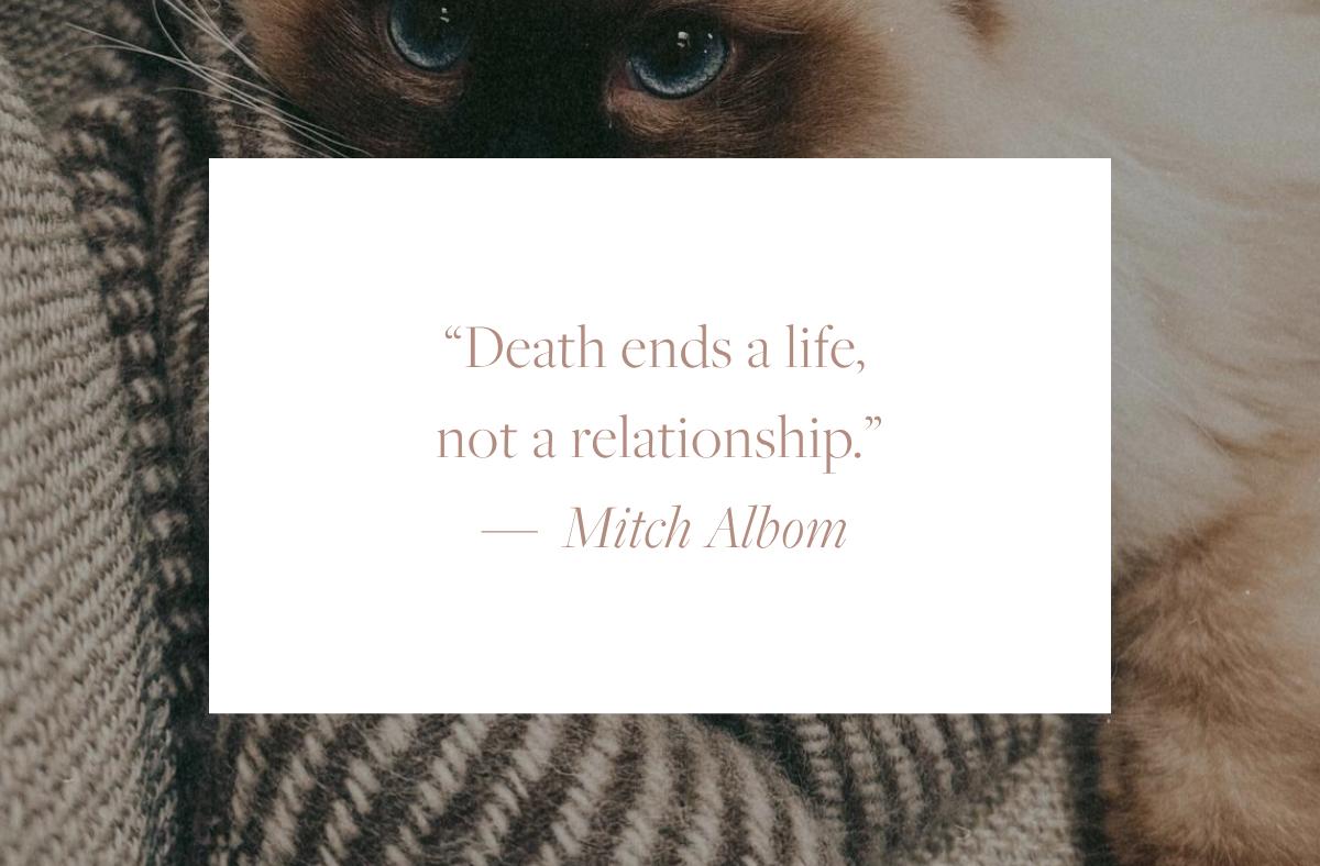 Quote card reading: "Death ends a life, not a relationship." — Mitch Albom, overlaid on a close-up photo of a ragdoll cat with striking blue eyes.