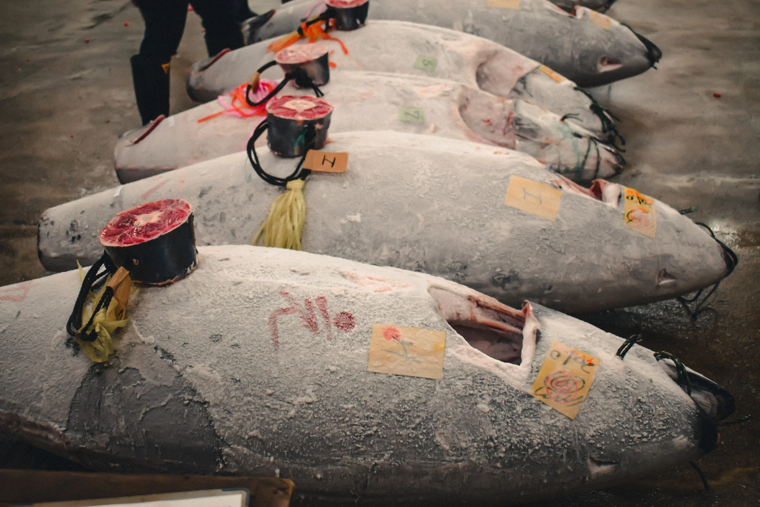 Is Japan’s fishing industry sustainable?