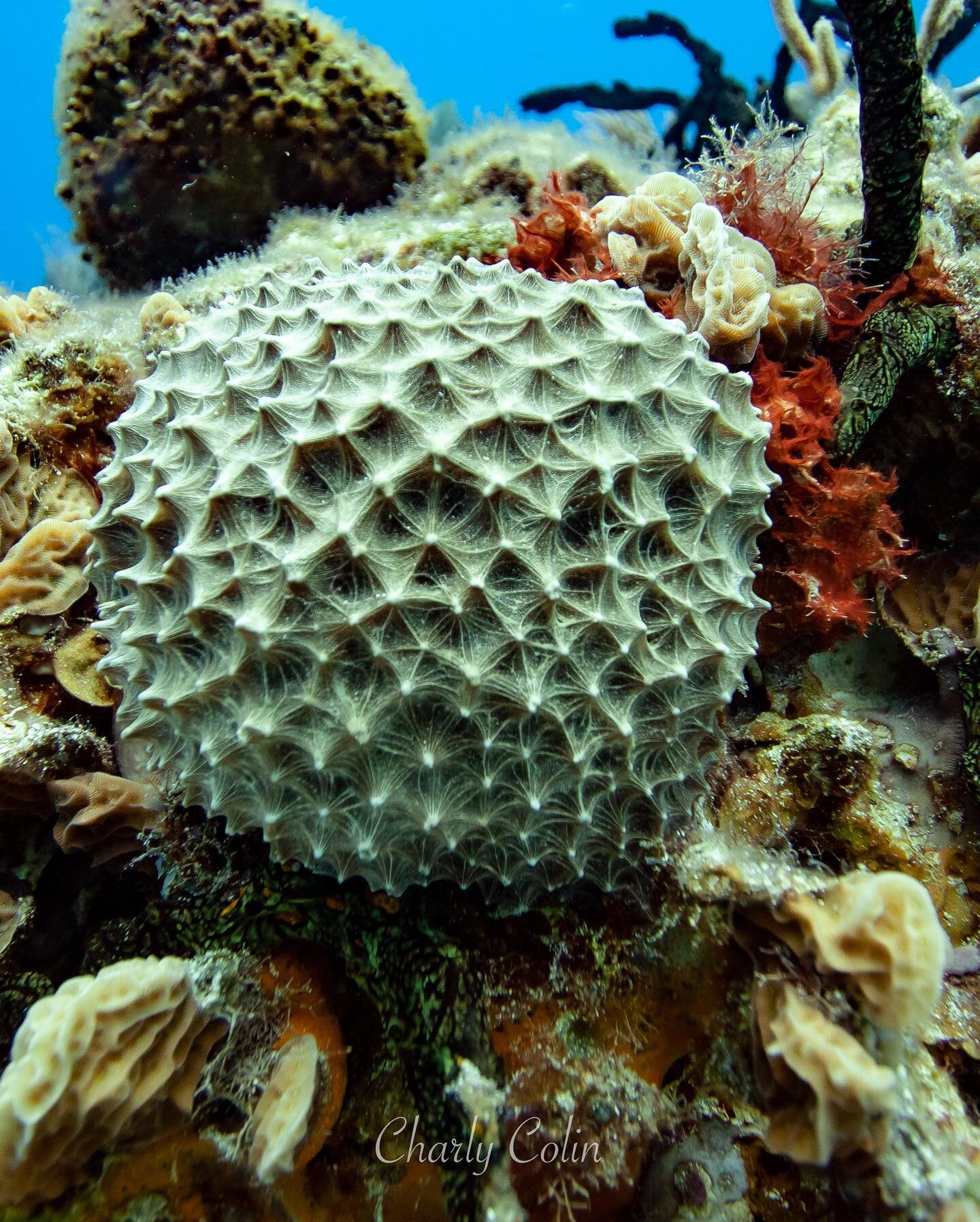 In Mexico, the number of reef-building corals is approximately 60 species, between 8 and 10% of all known species in the world.  The area with the greatest richness of hard coral species is the Caribbean and the Gulf of Mexico, where around 45 to 60 