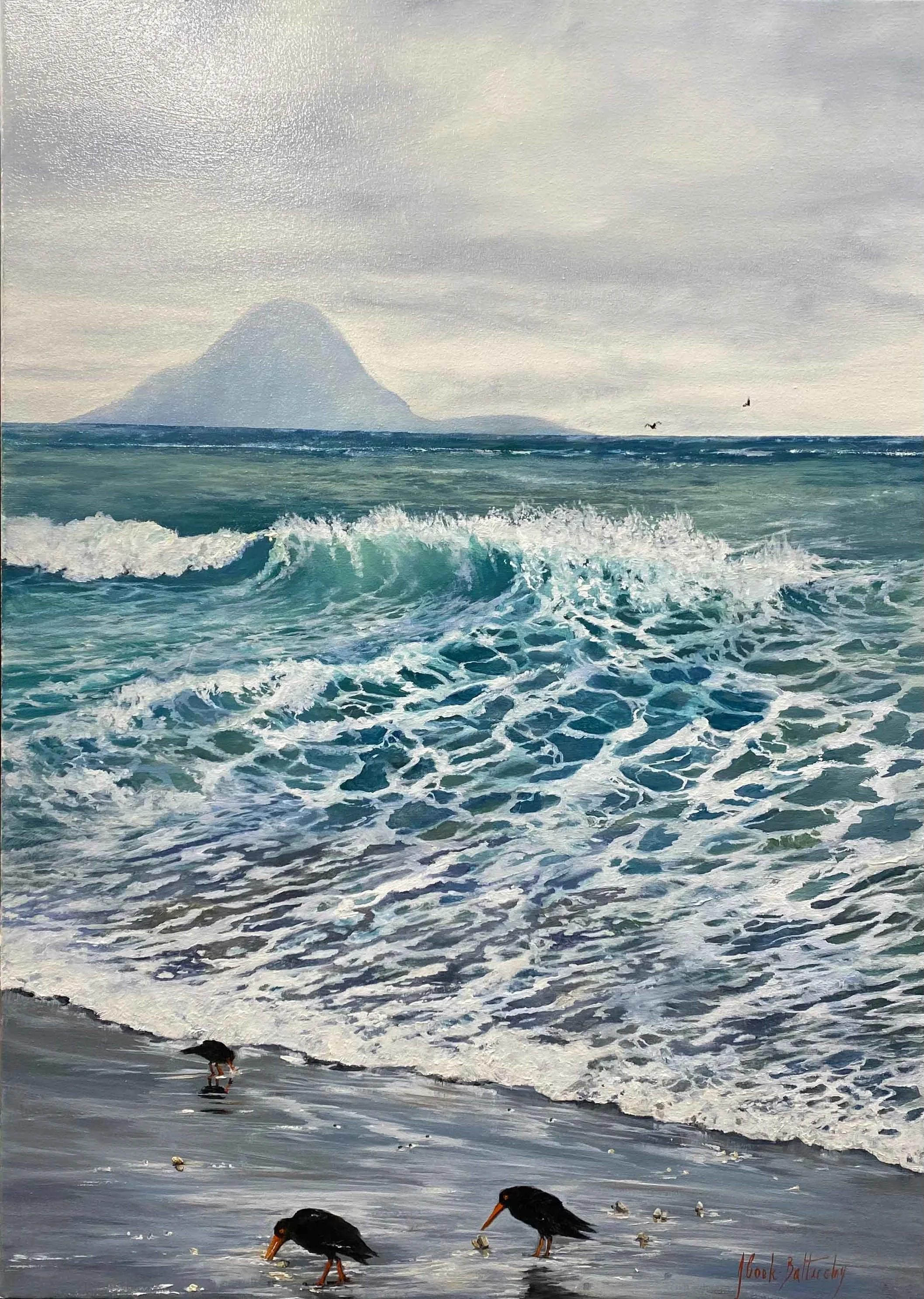Torea Gowned Governor Of The Seashore, Ohope,North Island ,Nz