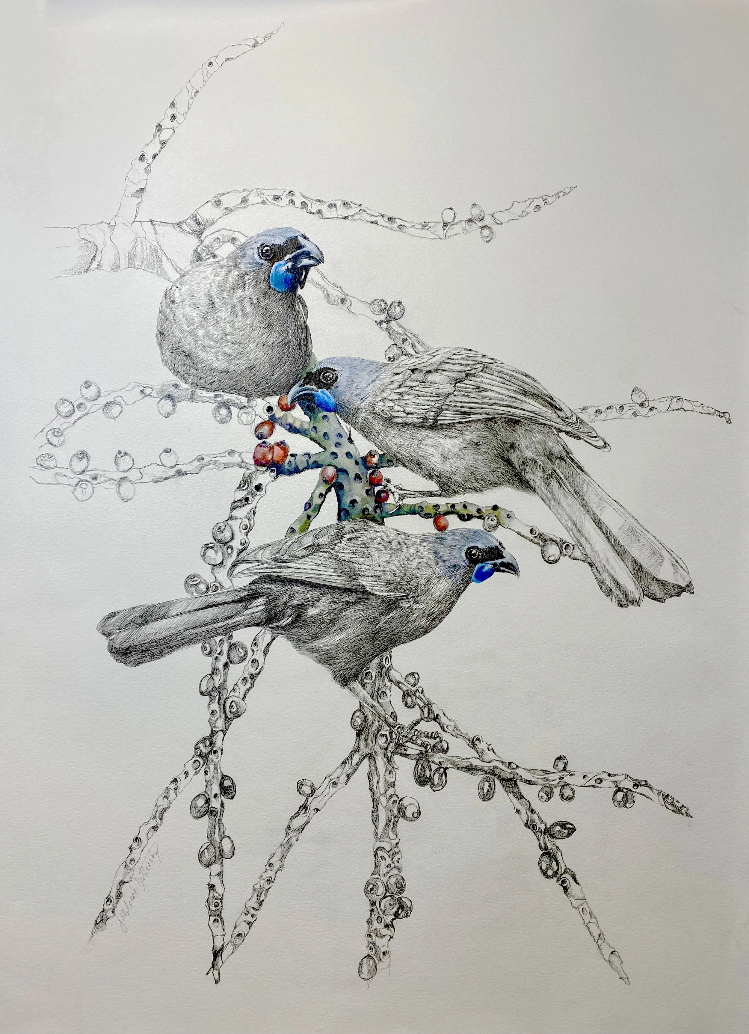 kōkako Portrait