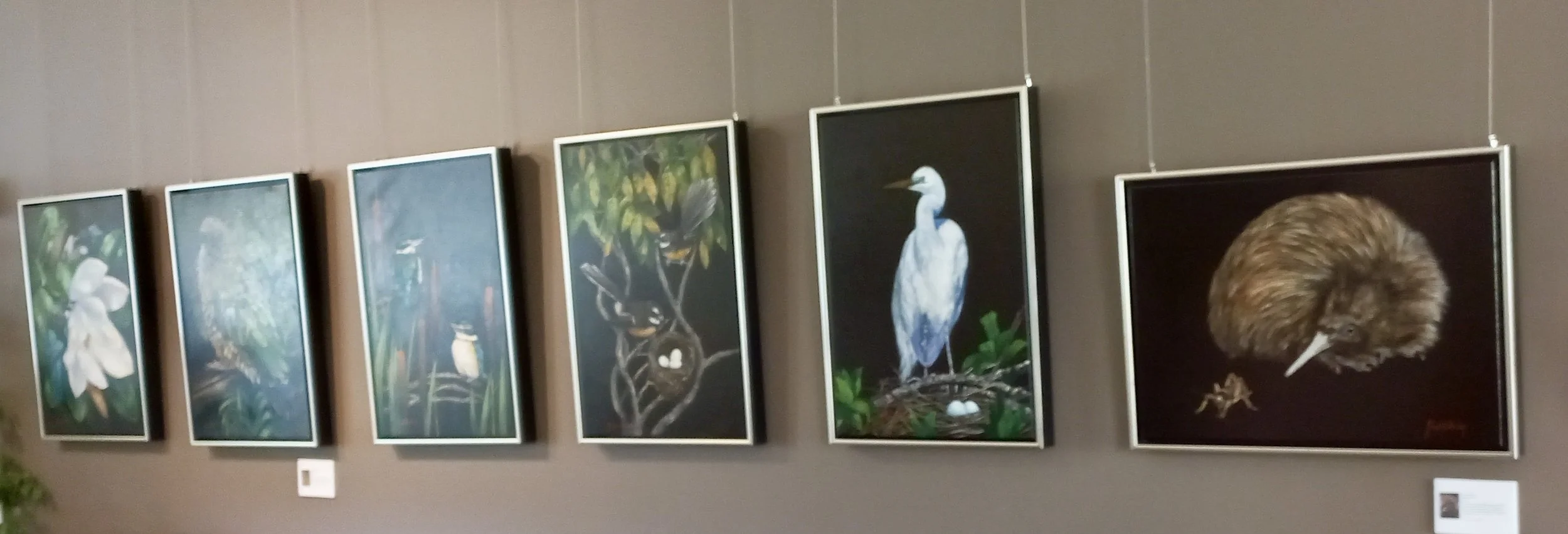 Original Oil PaintingsNZ Native Bird Series — JCB Fine Artist New