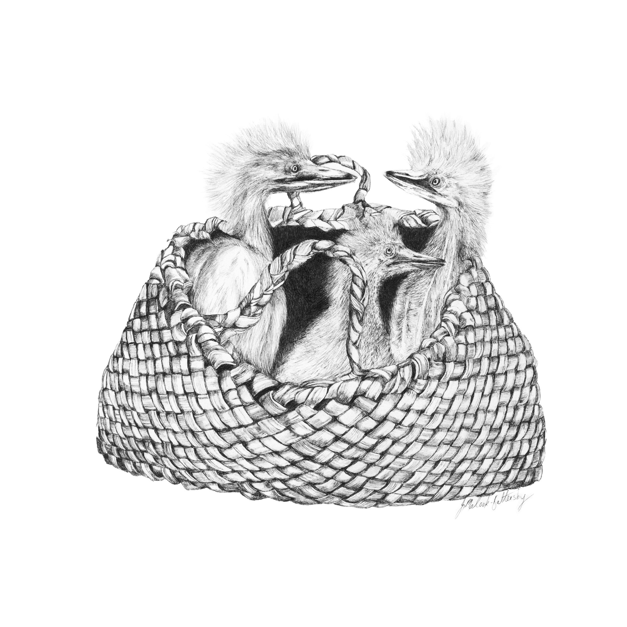 KETE OF WONDER: KOTUKU CHICKS