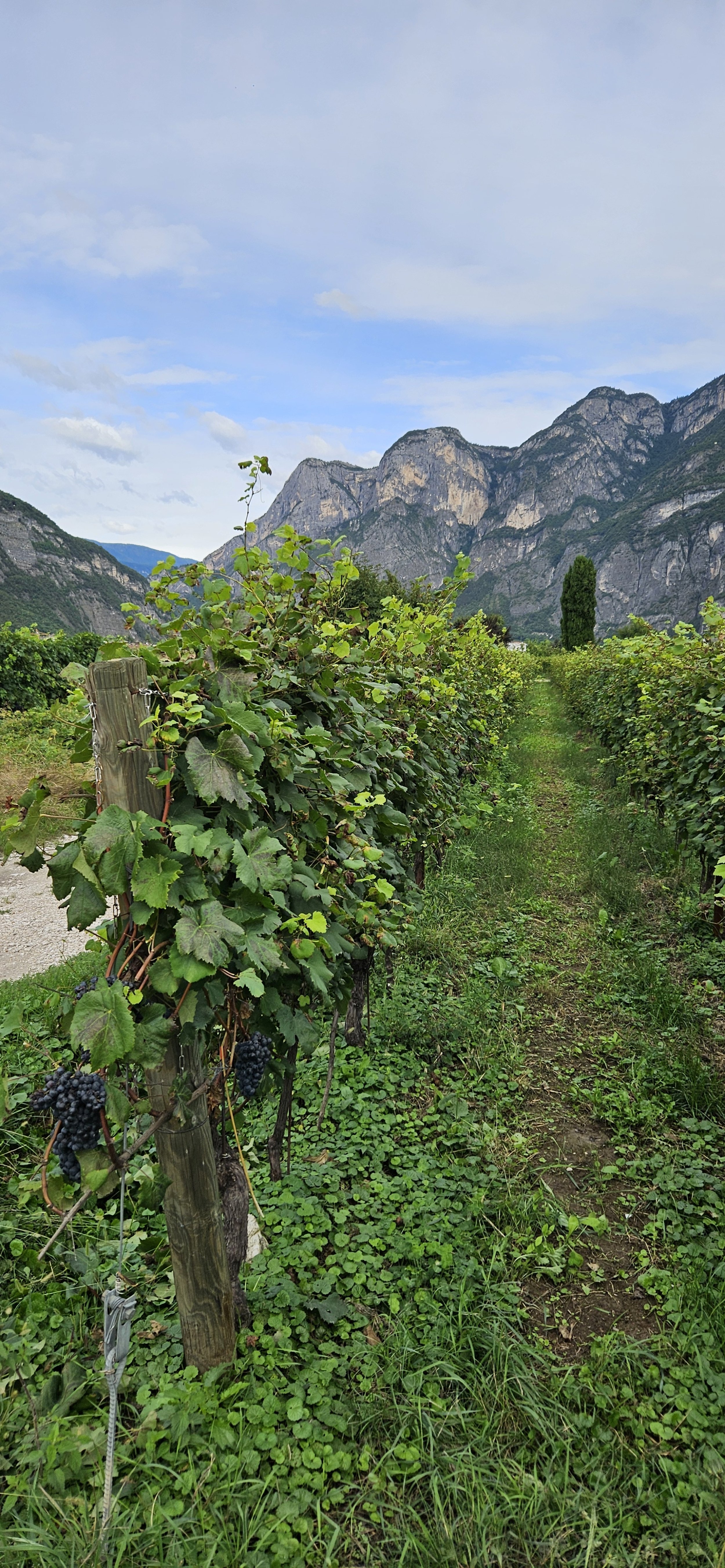 Vine from Seed 1.jpg