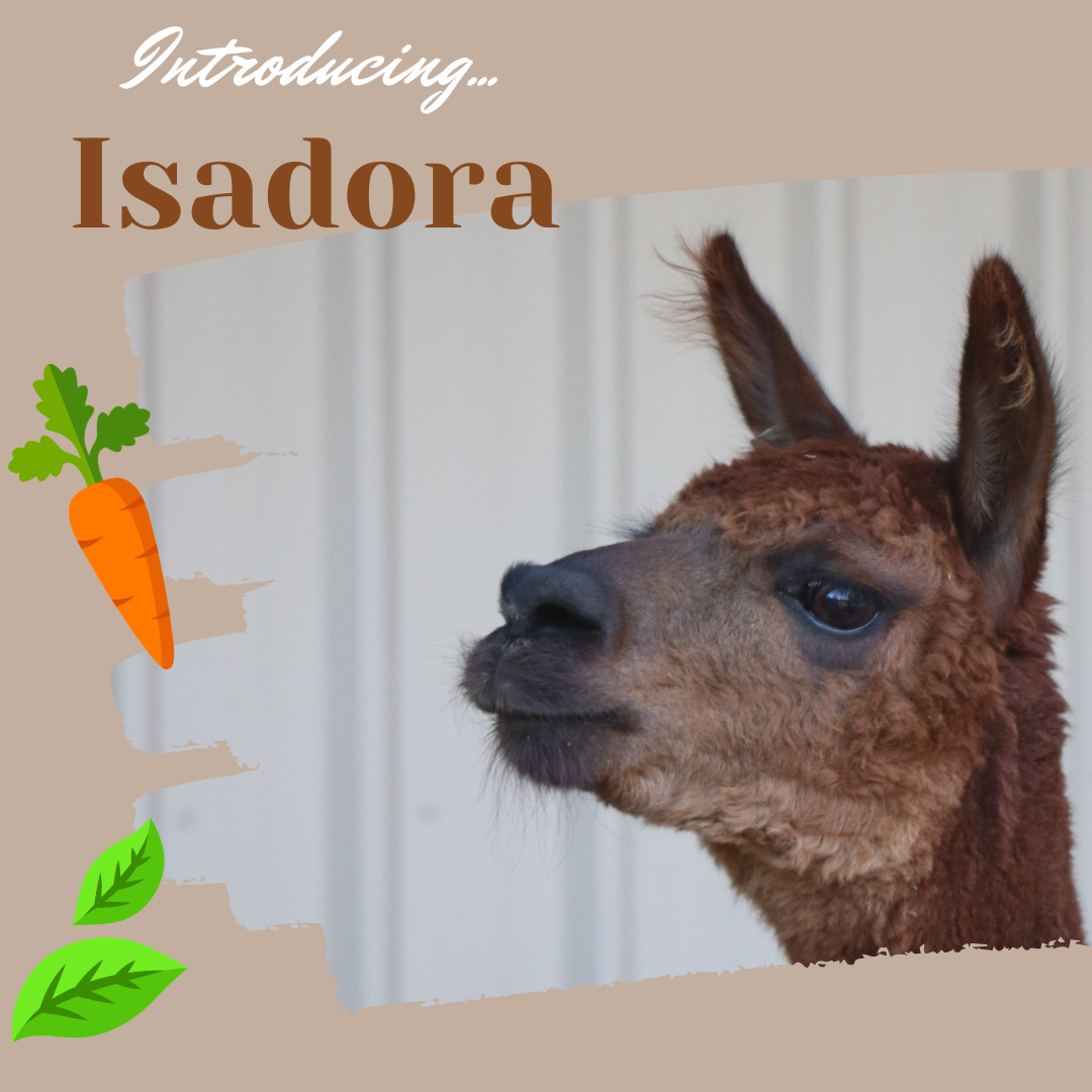 Meet the Herd!