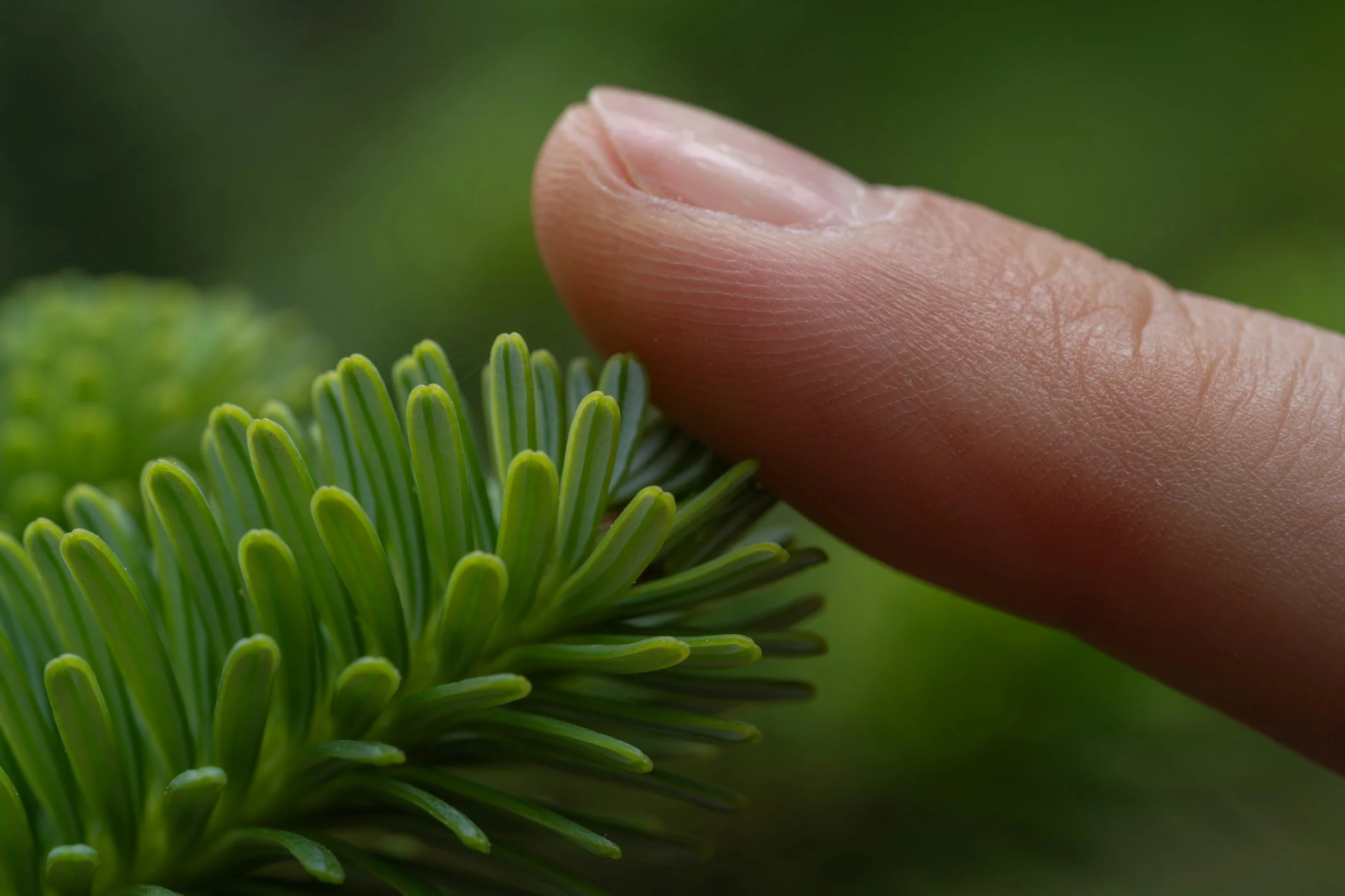 A persons finger touching the green leaves of pine. The background is the same color green