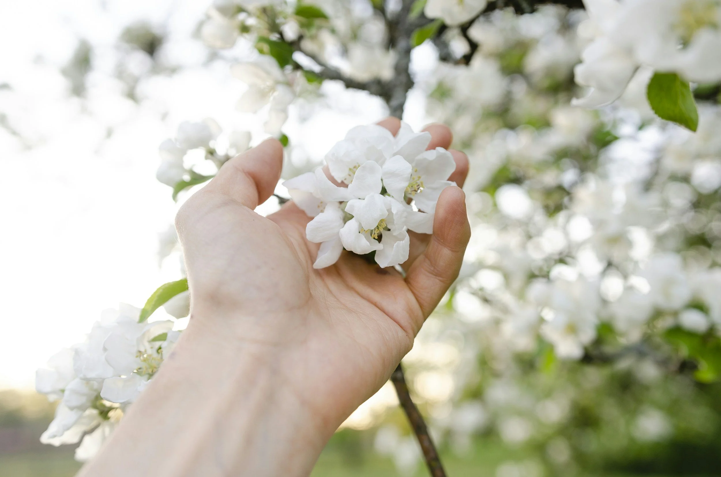 A person touching and holding white flowers
