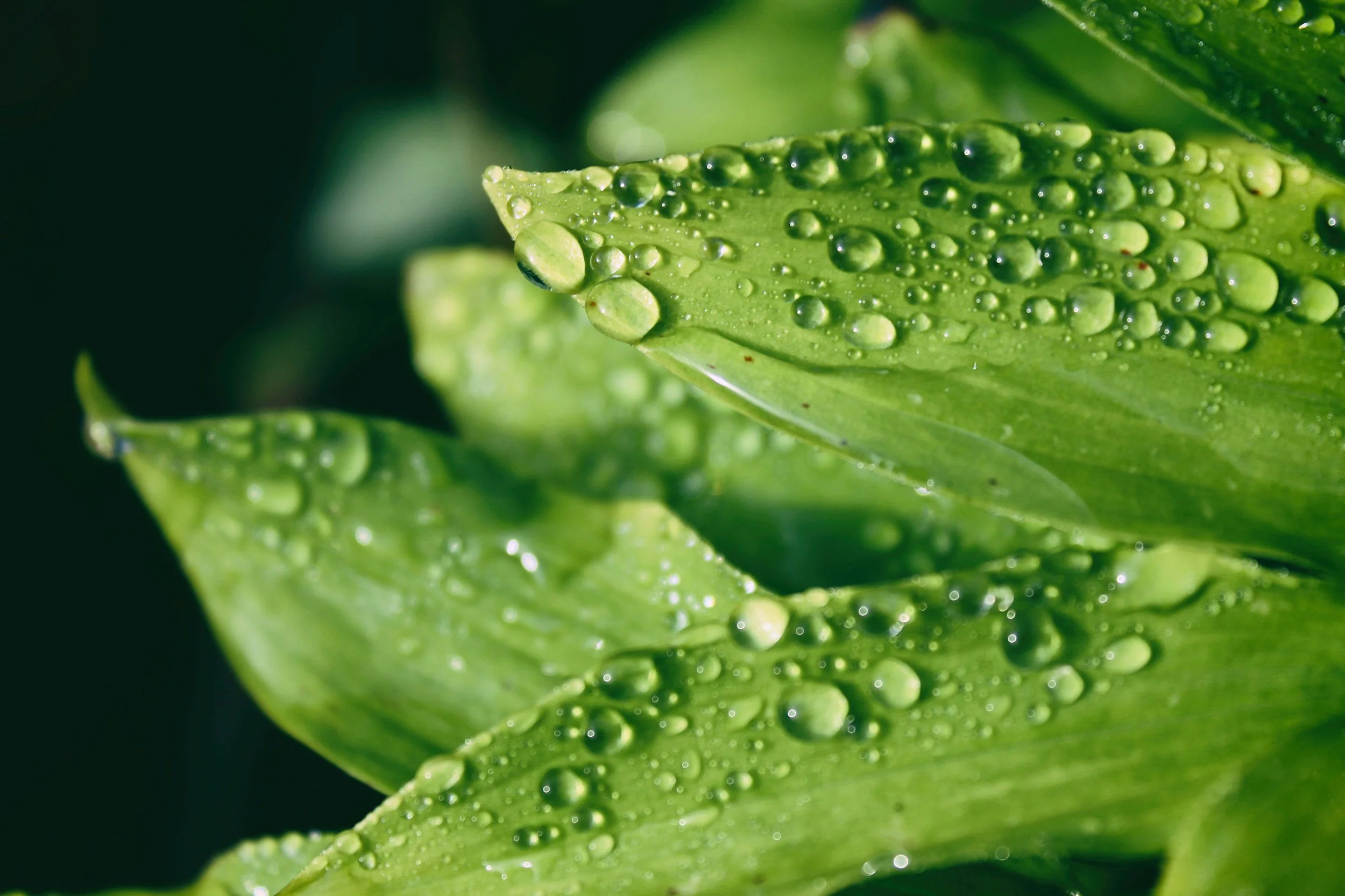 Dew drops on a green leaf.