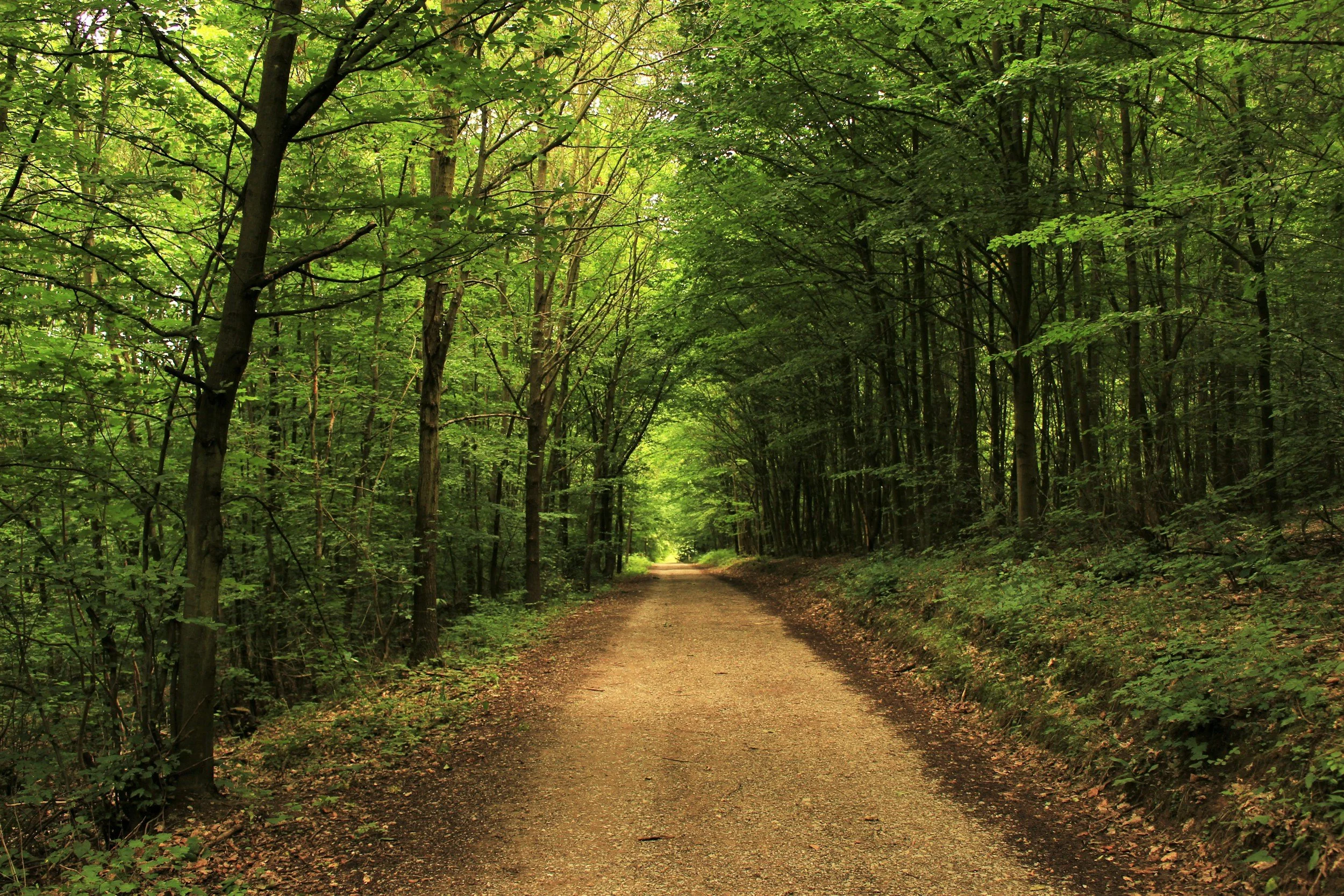 A dirt forest trail surrounded by green trees on an overcast day.
