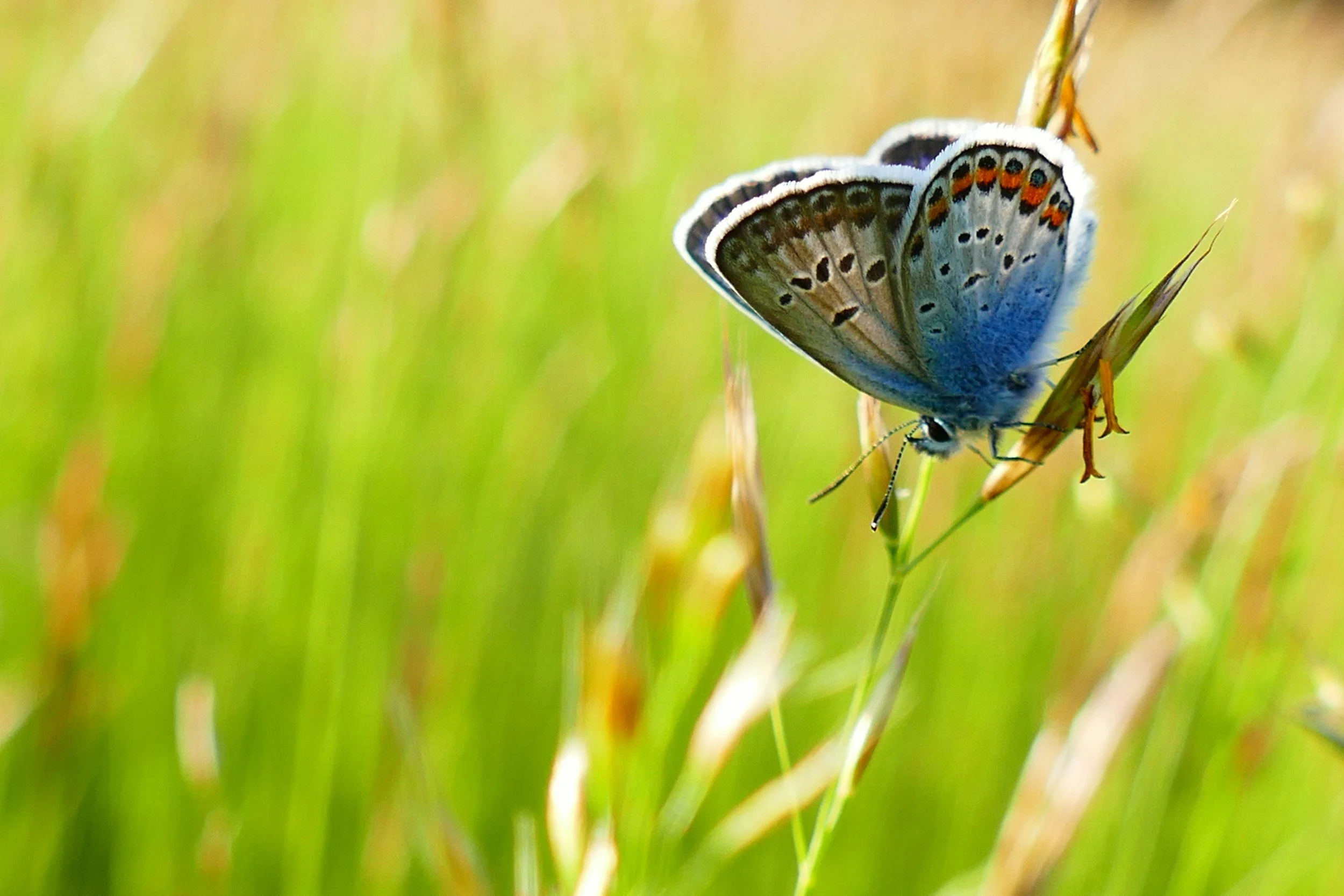 A blue, white, brown and orange colored butterfly pausing on a grass leaf.