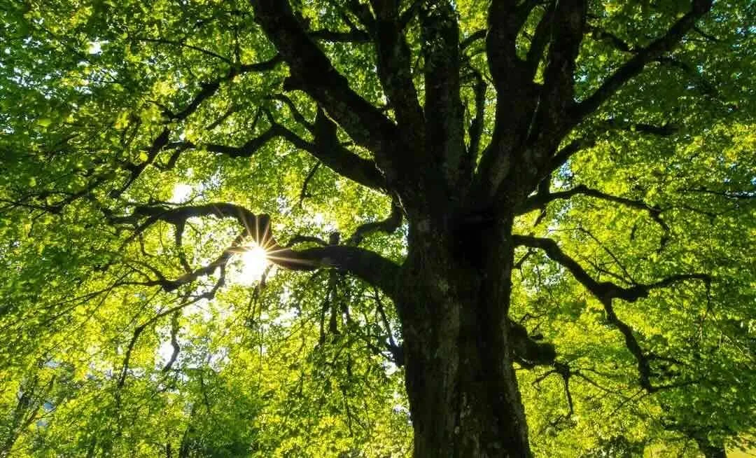 Sunlight rays shining through the leaves of a large green tree